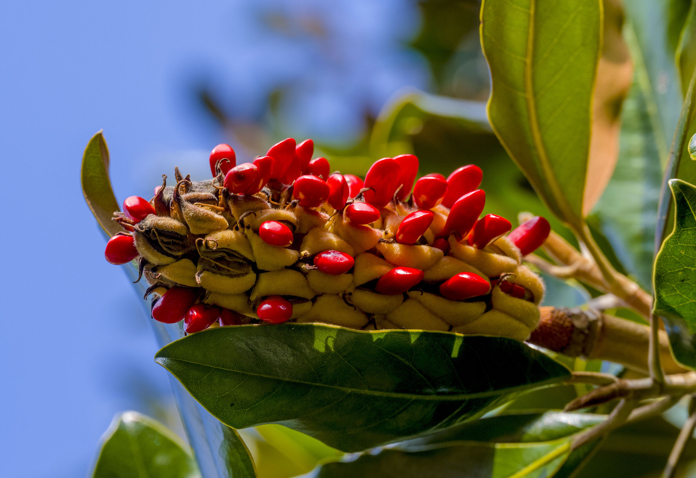 Quel che resta di un fiore di magnolia