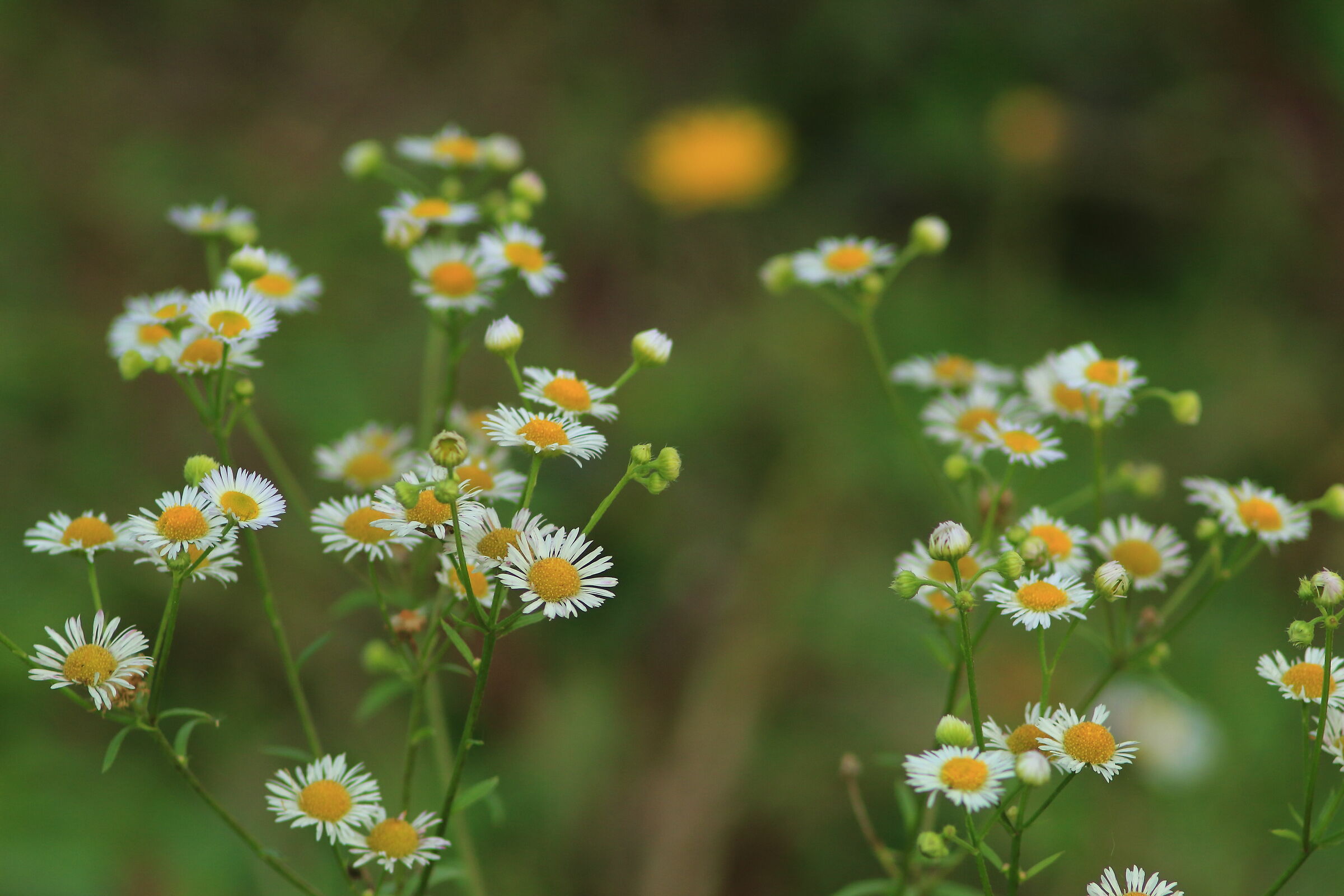 Margherite fuori stagione
