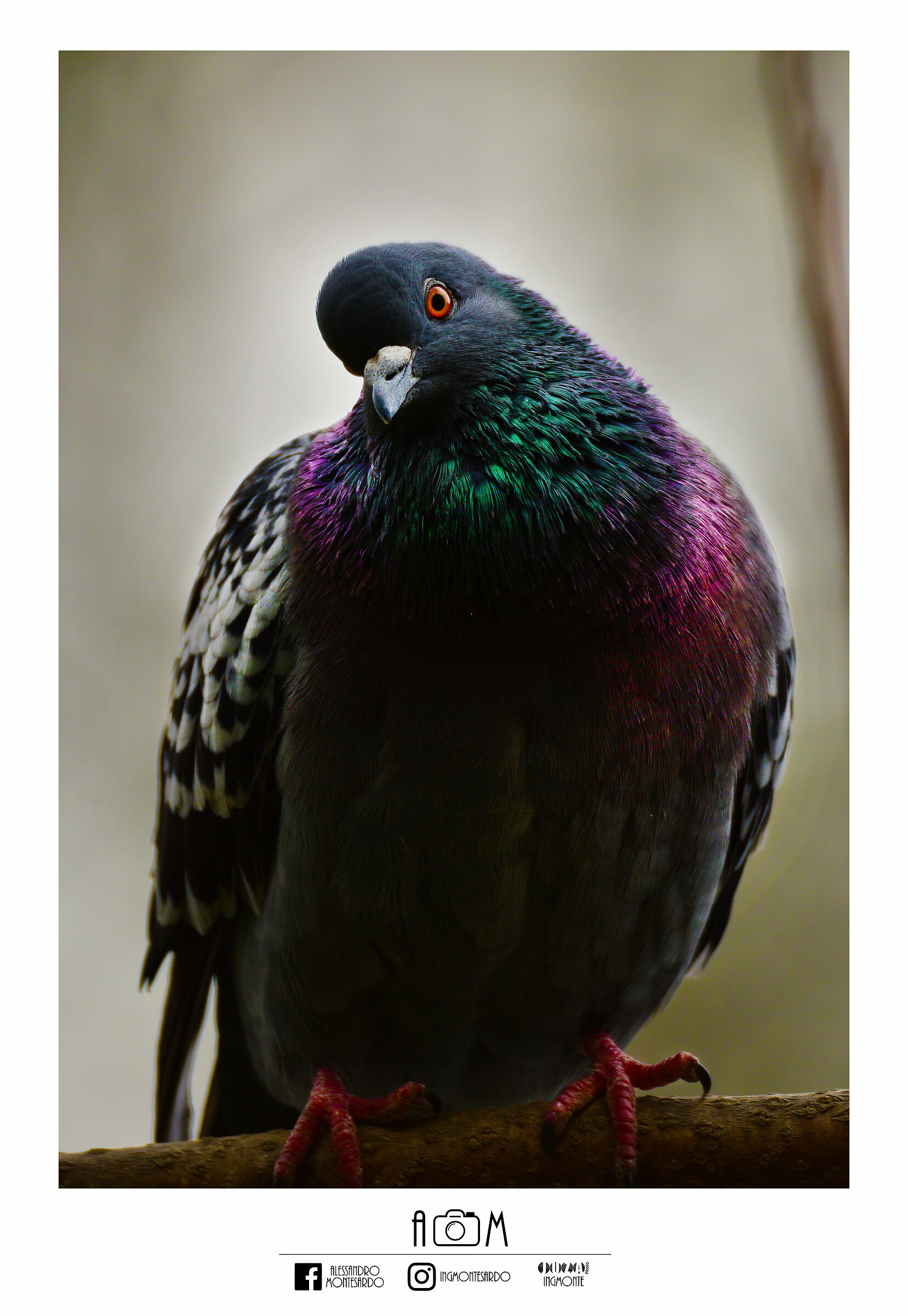 Columba livia - Lombardia - Novembre 2020