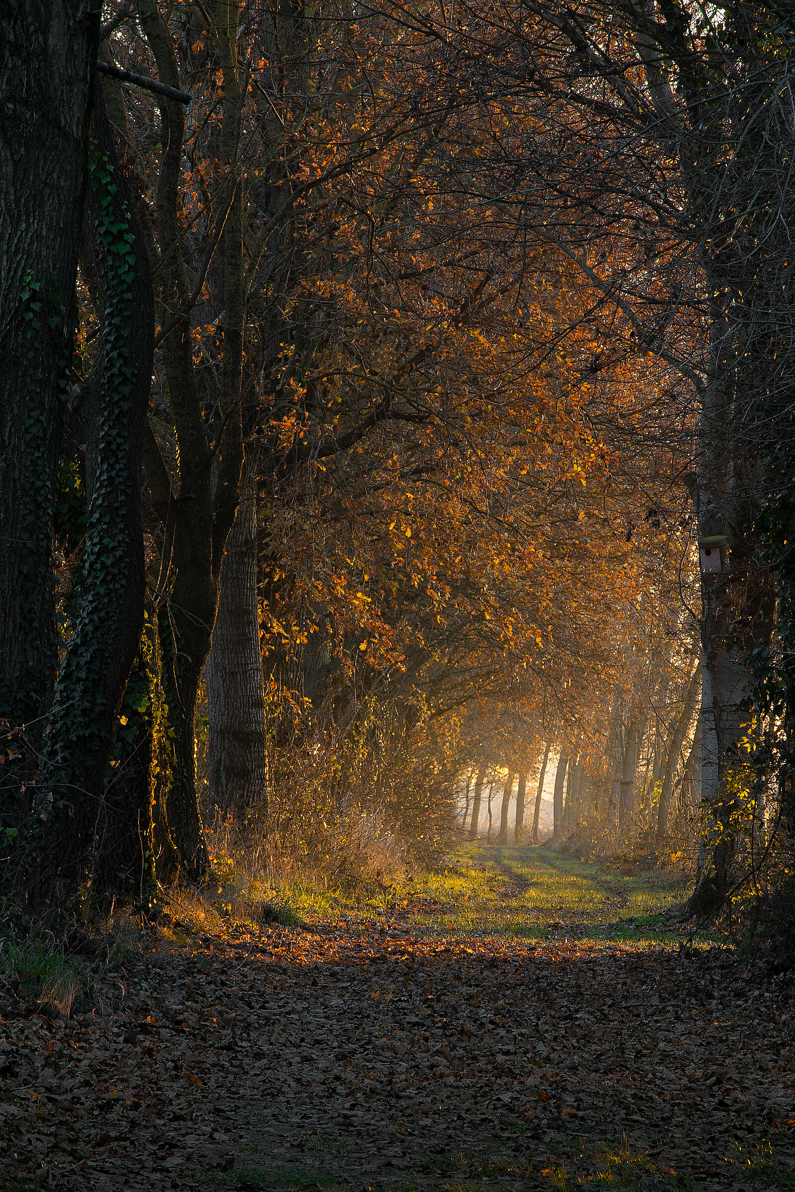 boschetto verso sera