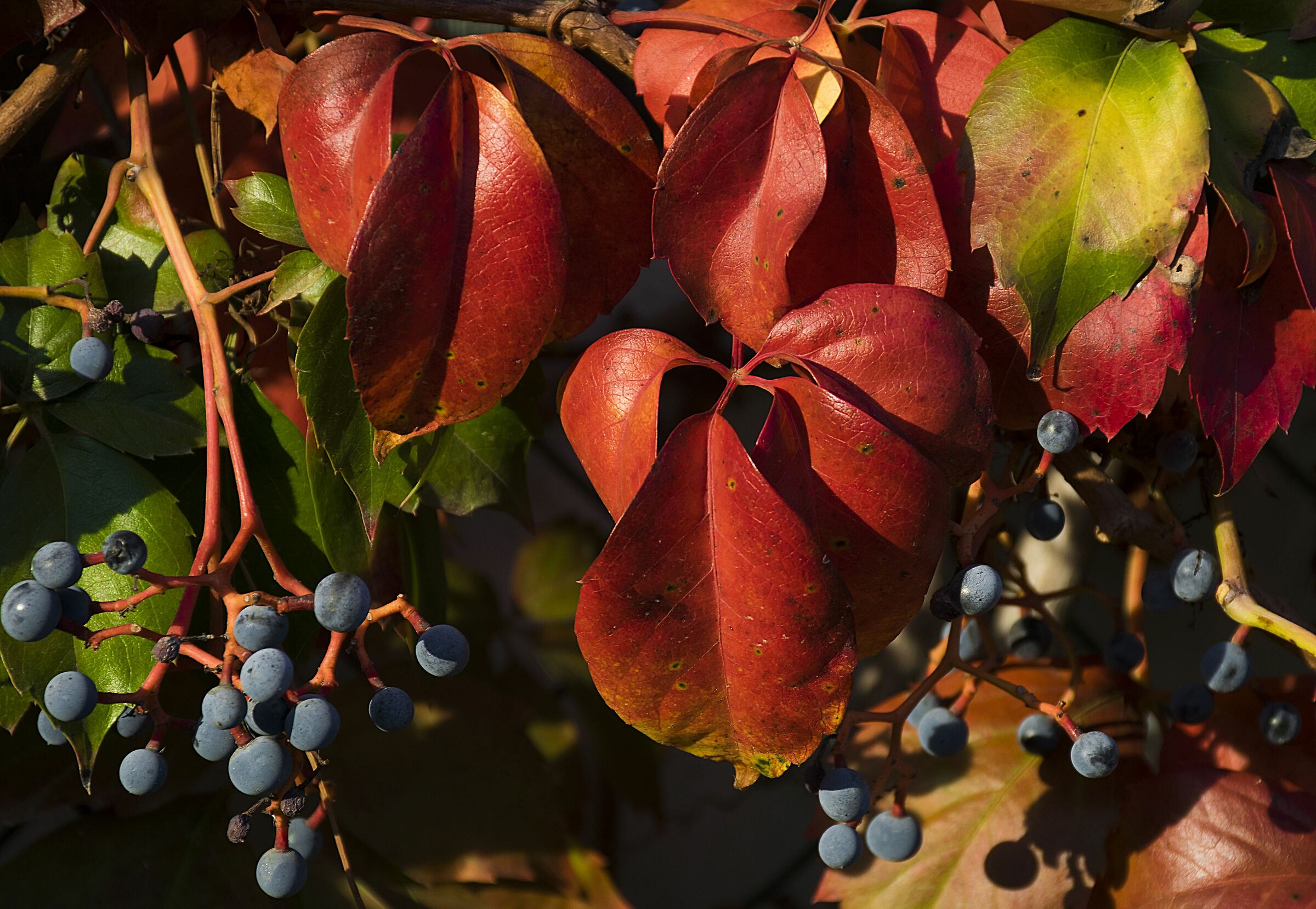 Cascata di colori autunnali