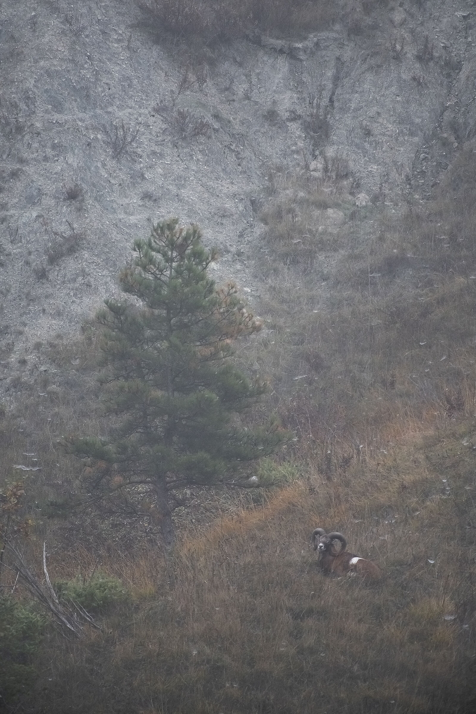 Muflone ..una nuova scoperta