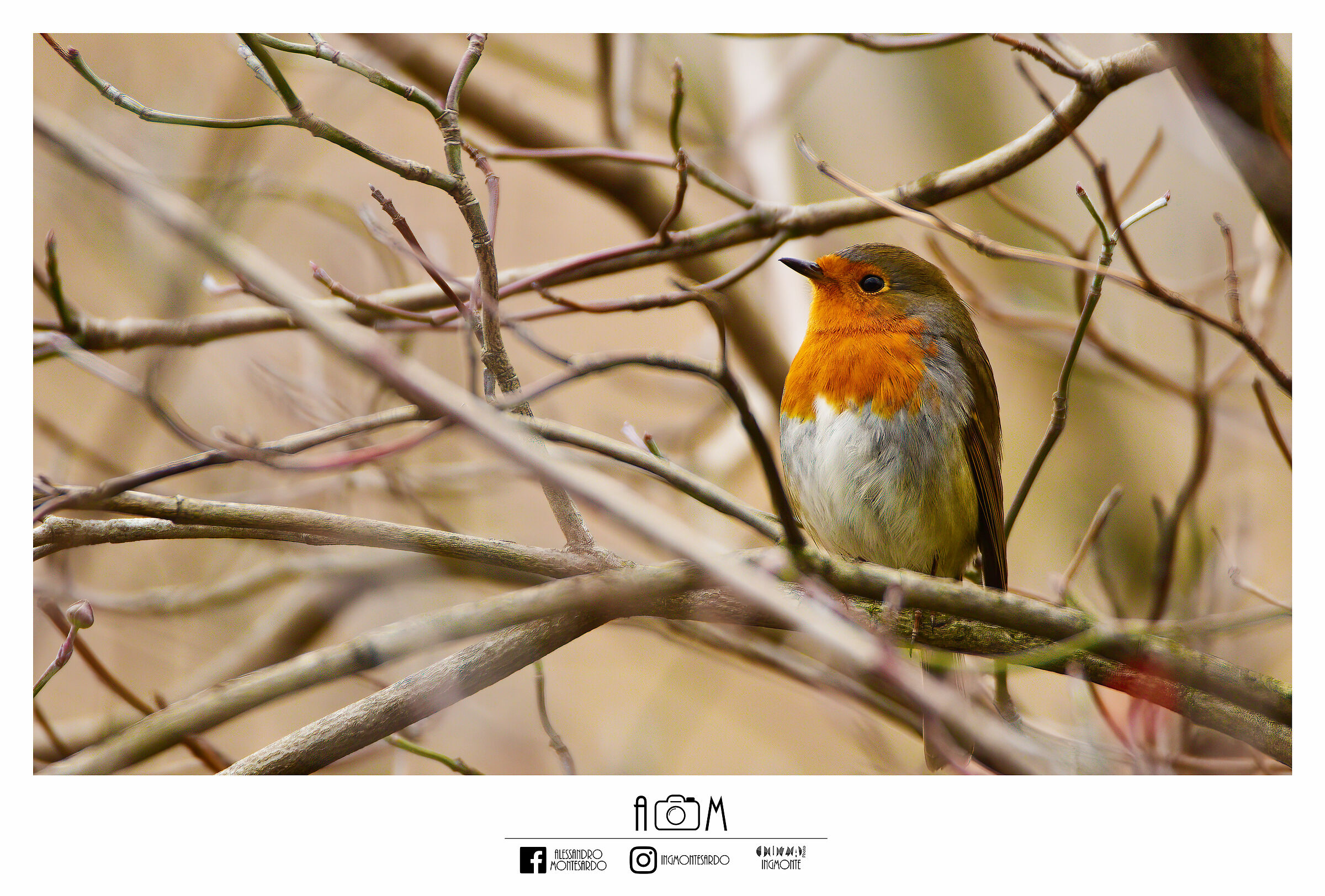 Robin