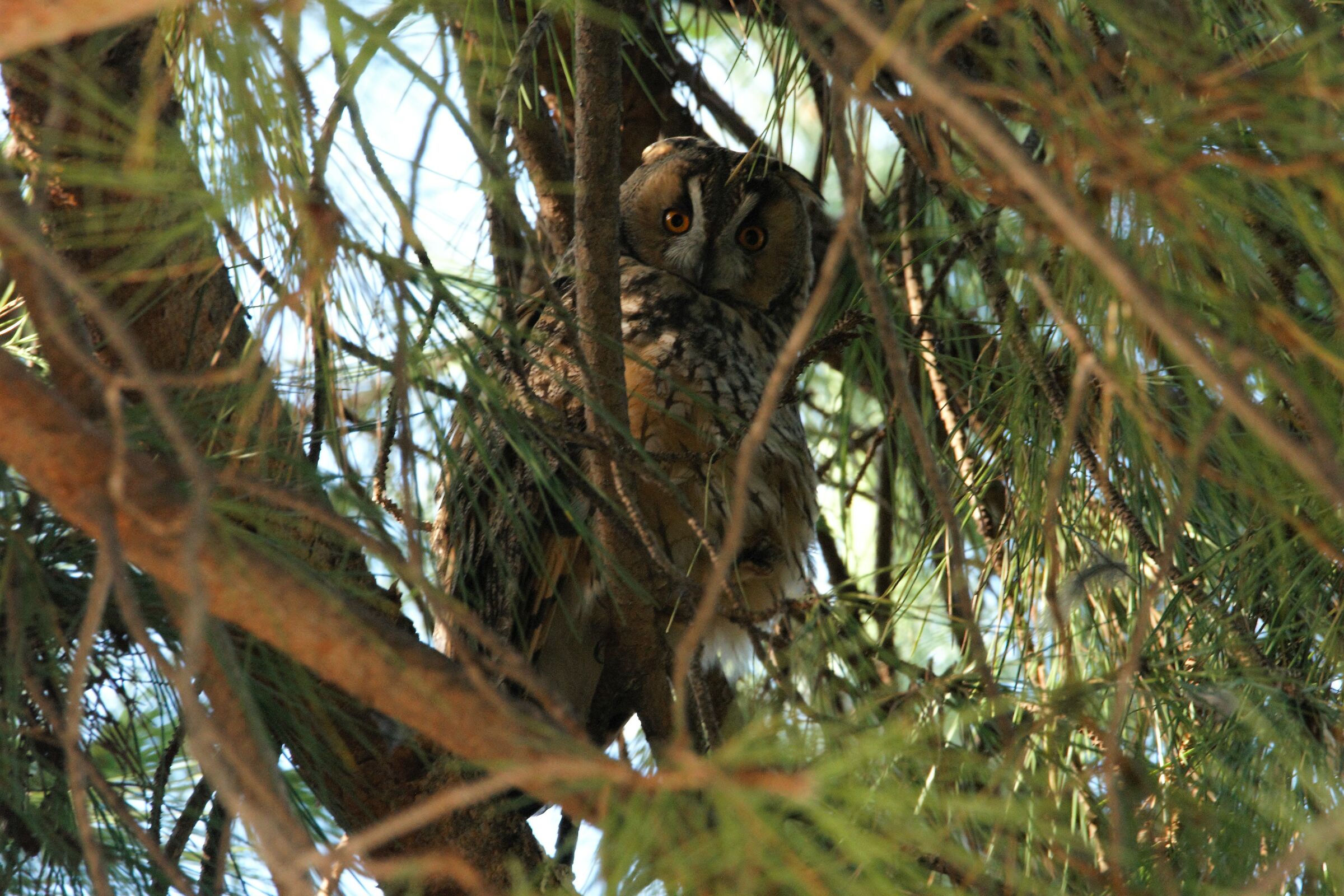 common owl in rost