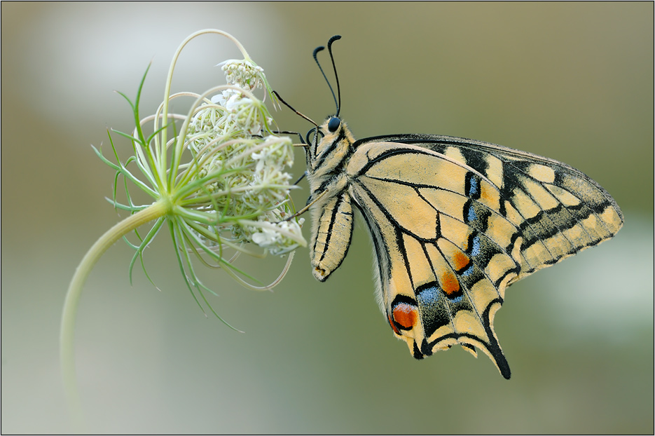 Papilio machaon