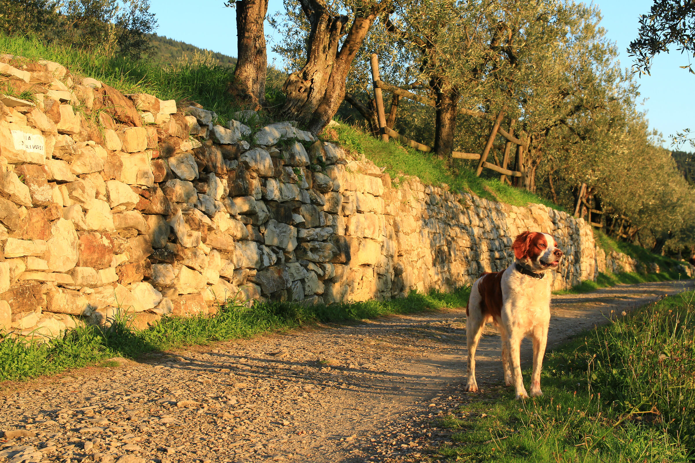 Looking to the future