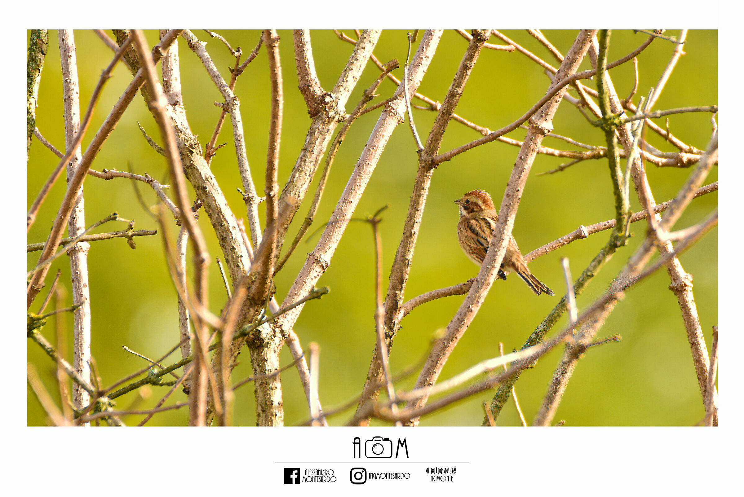 Passerines