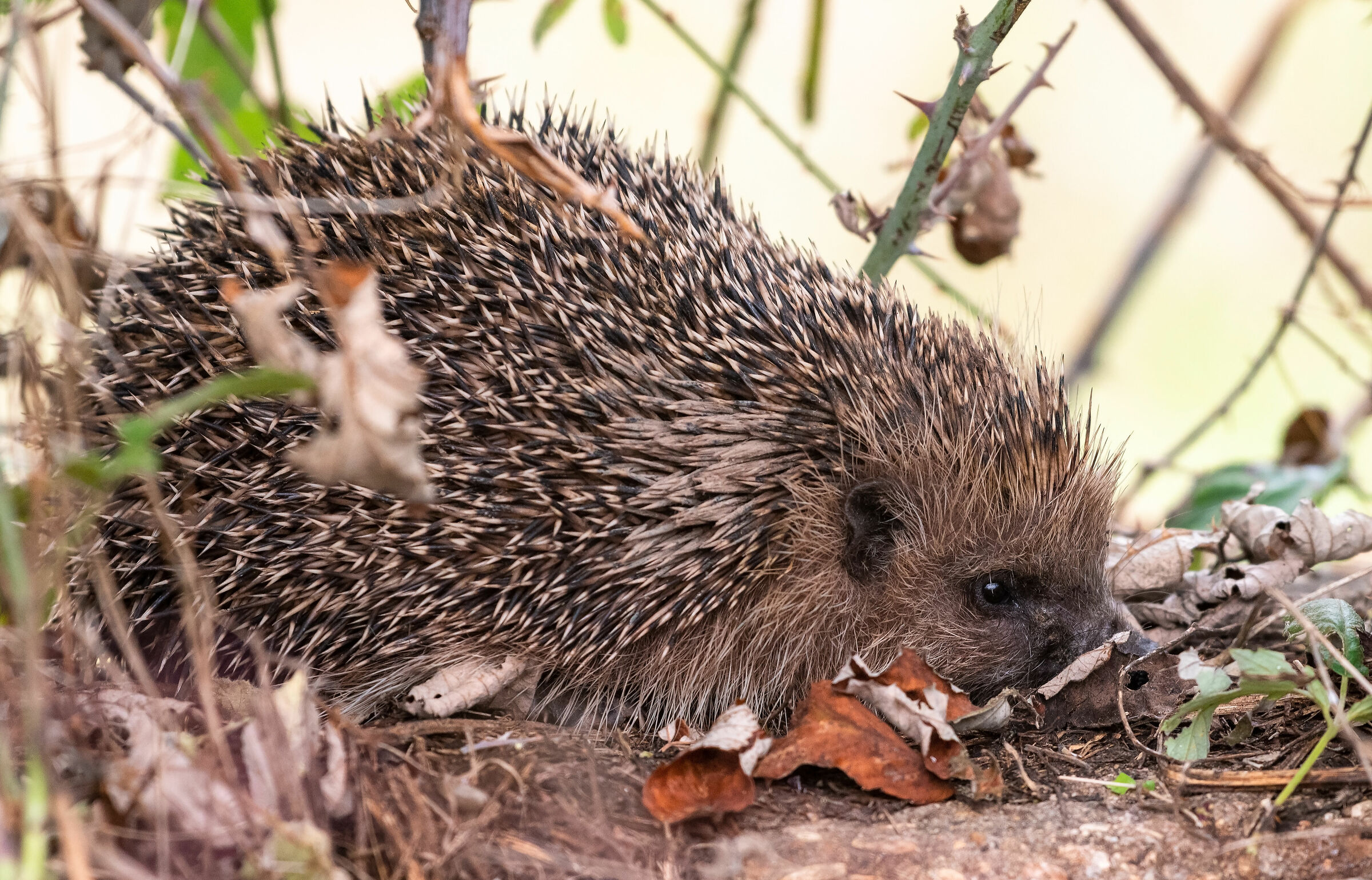Riccio molto tranquillo