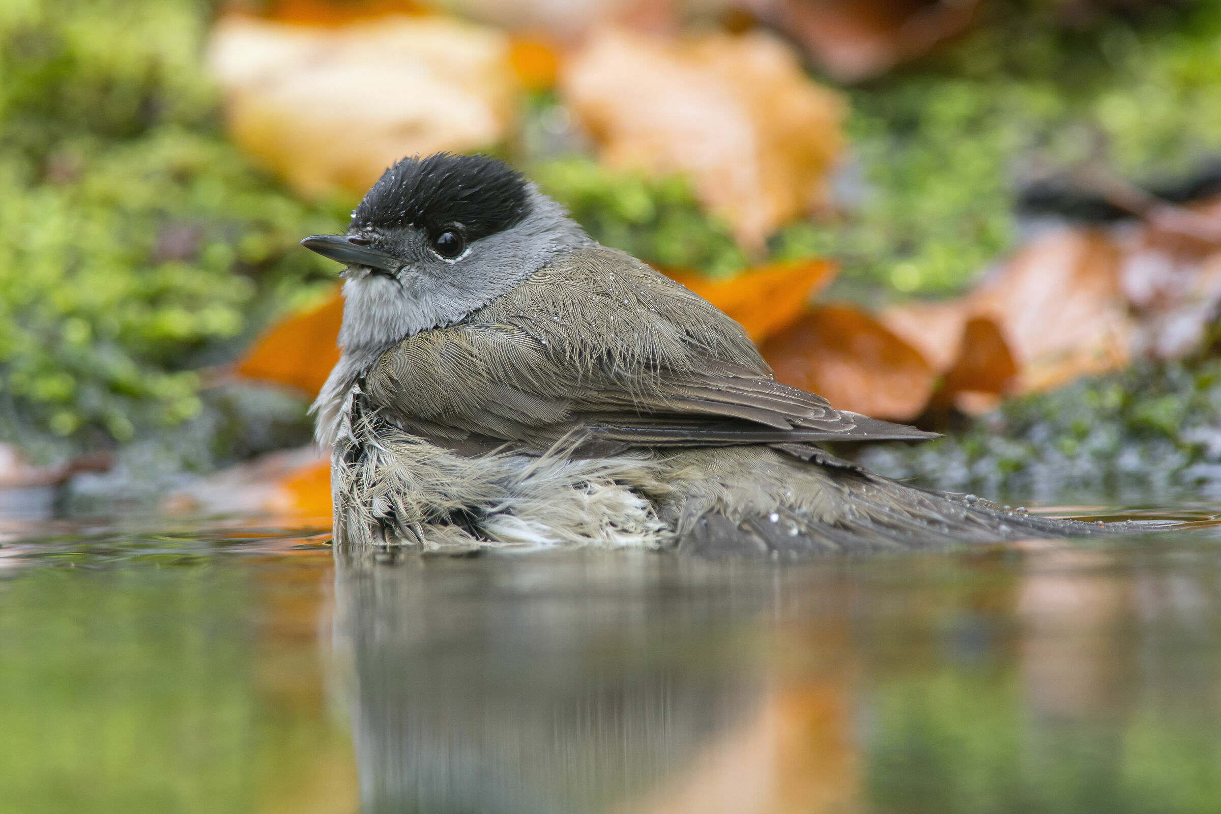 Blackcap eurasiatico