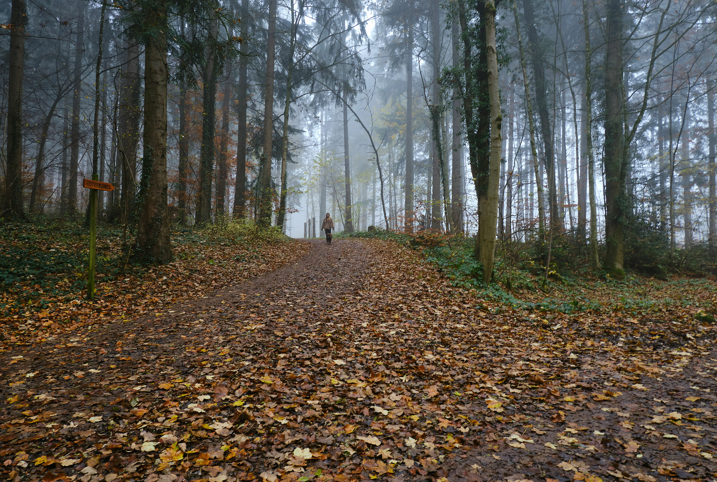 Fog walk
