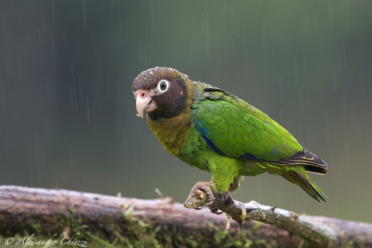 Pappagallo capobruno