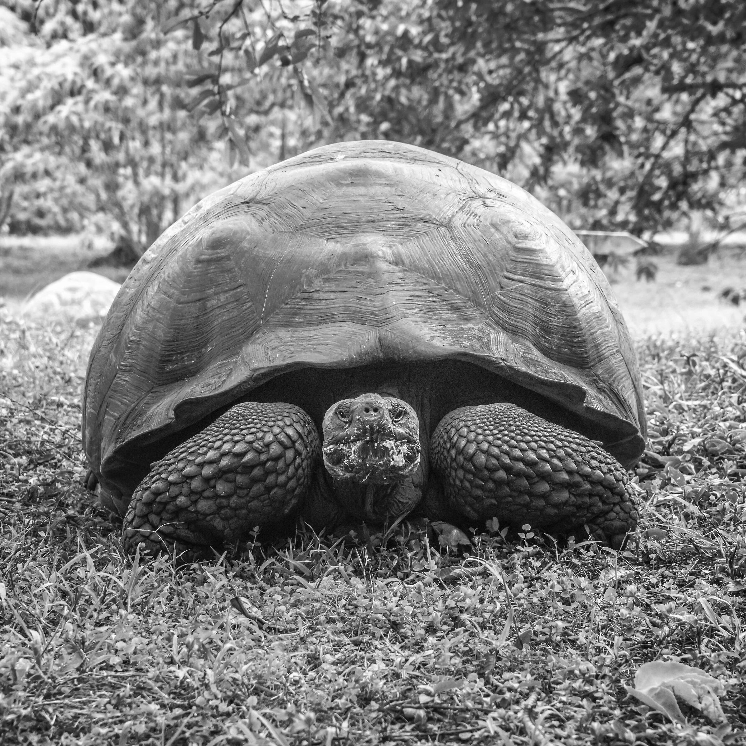 Tartaruga Gigante delle Galapagos, 60 anni