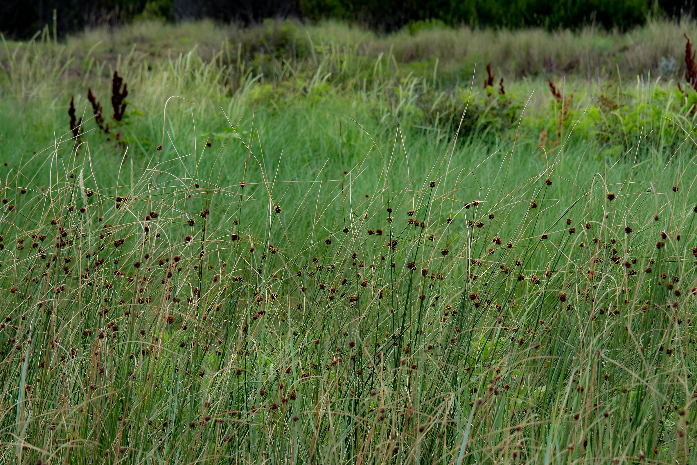 The grass is green....