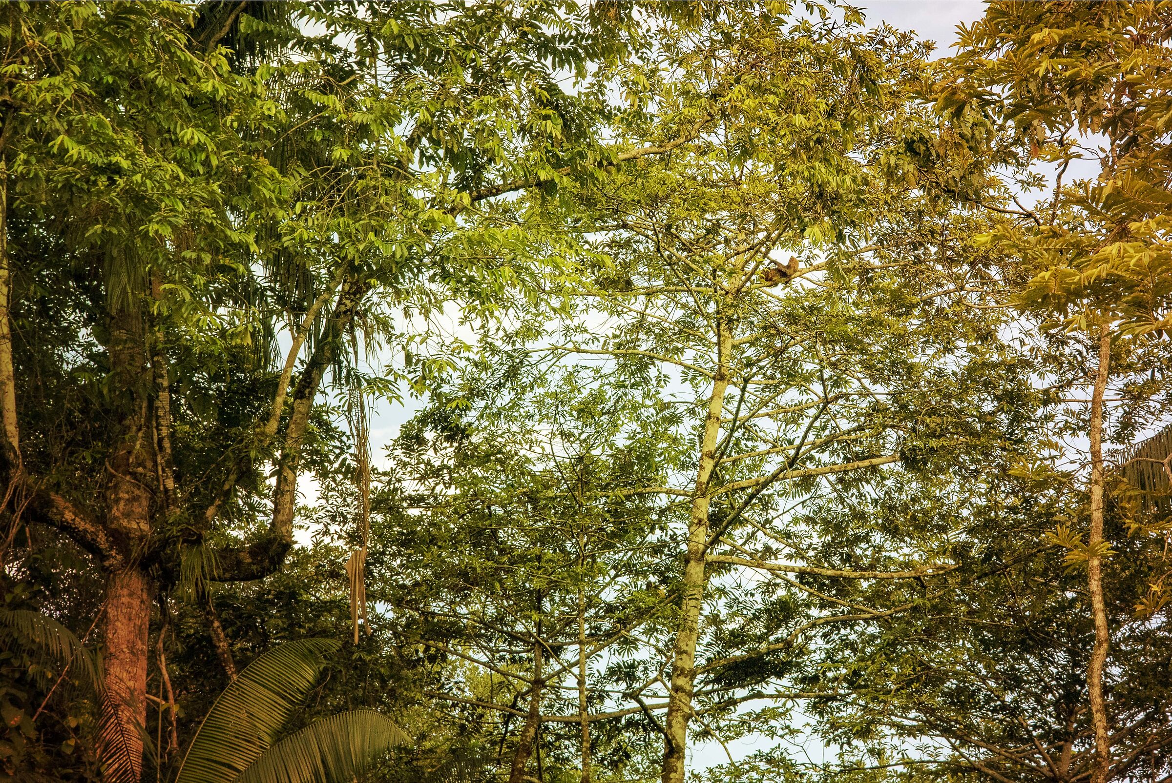Relaxed Sloth, Yasuni National Park, Ecuador