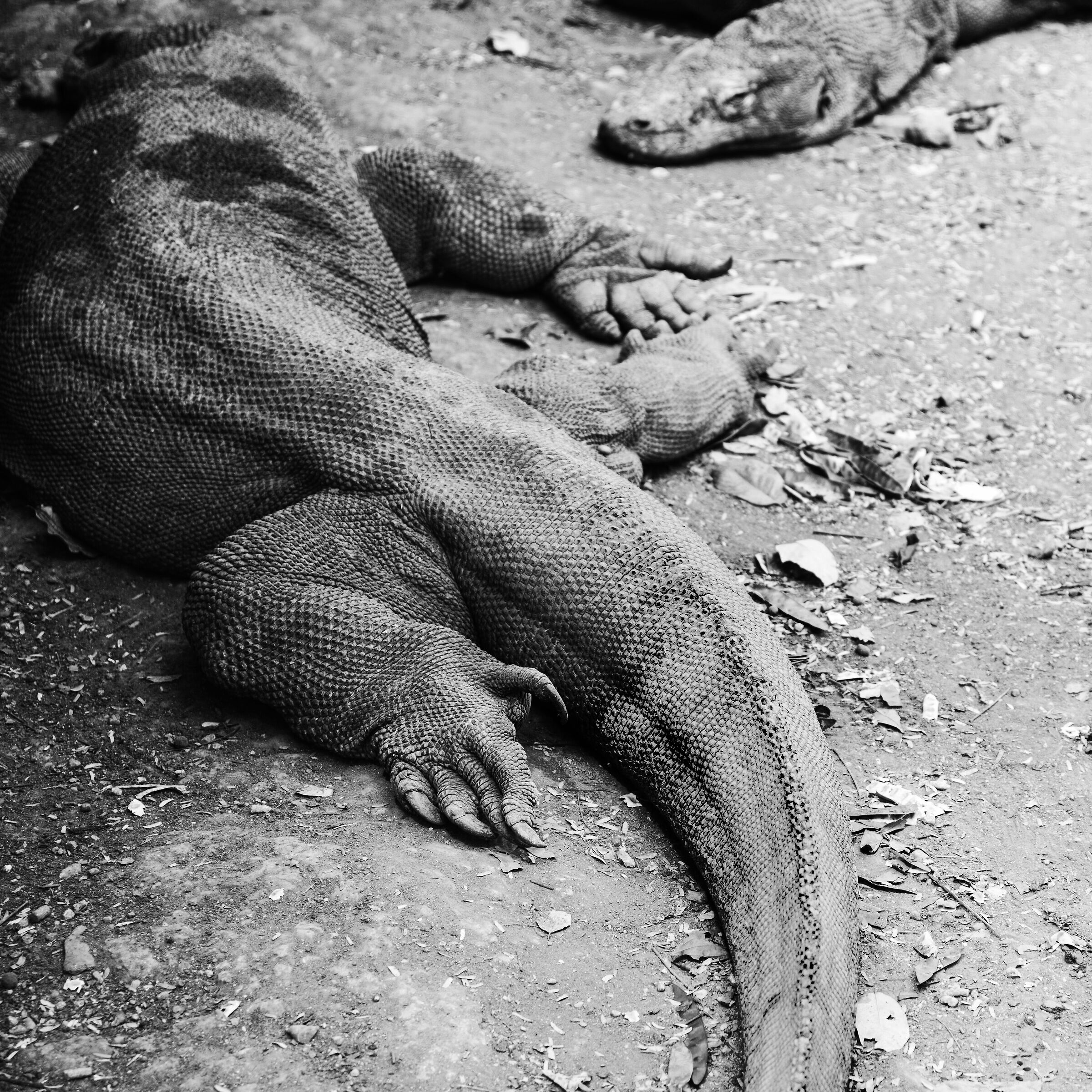Drago di Komodo dormiente, Komodo, Indonesia