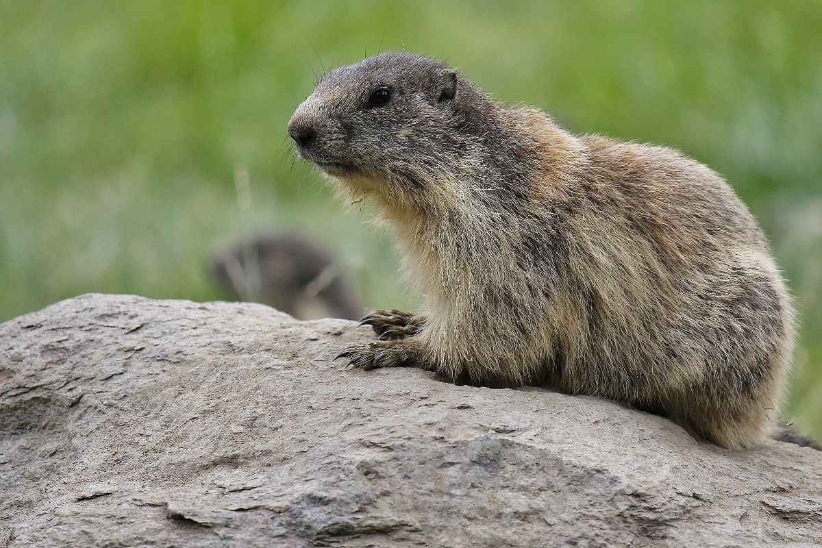 Marmotta