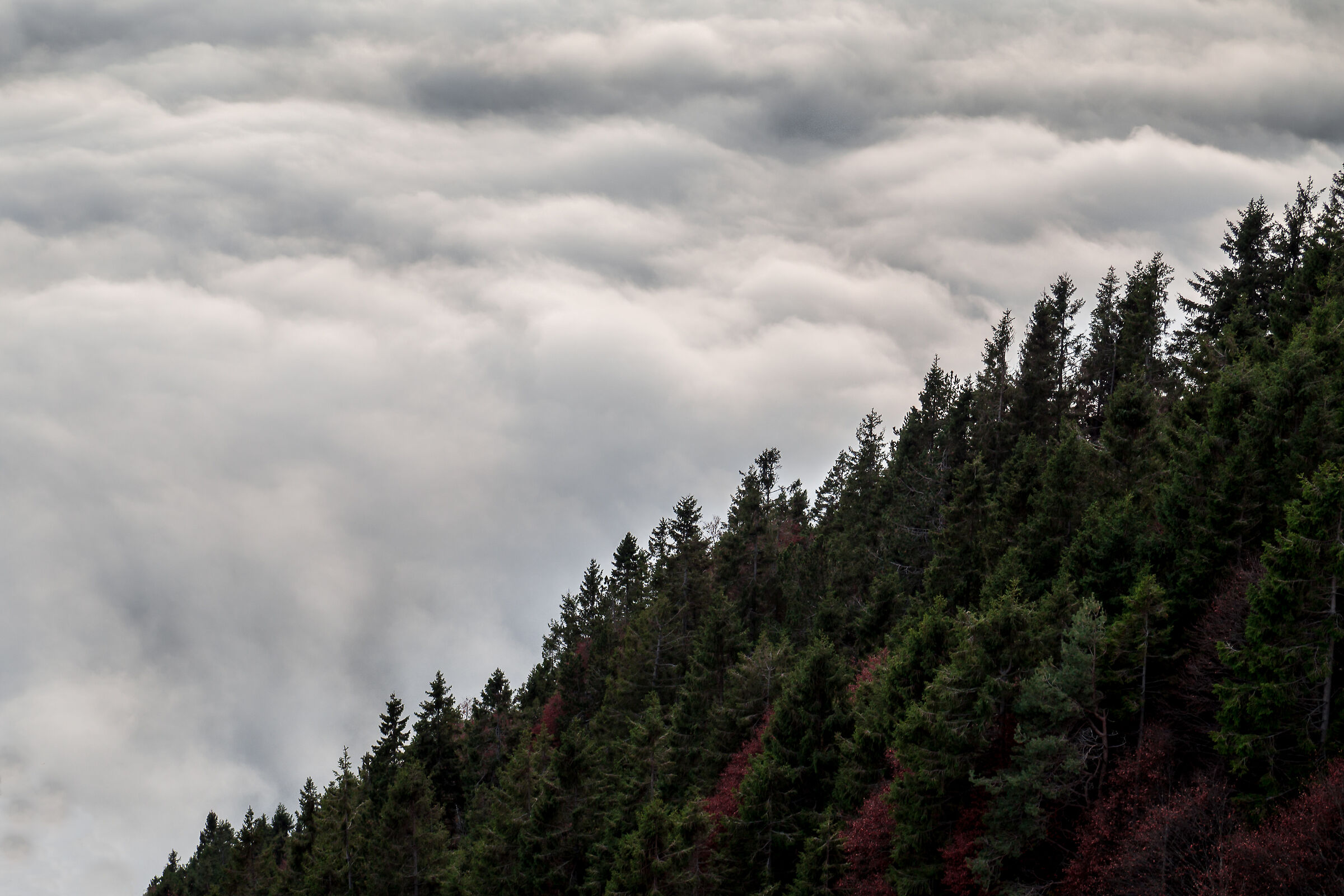 La foresta del Cansiglio sopra le nubi