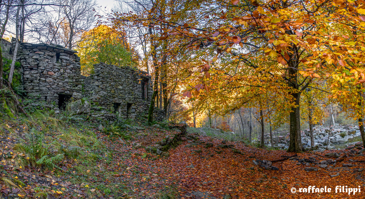 Autumn brushstrokes in Valle Cervo
