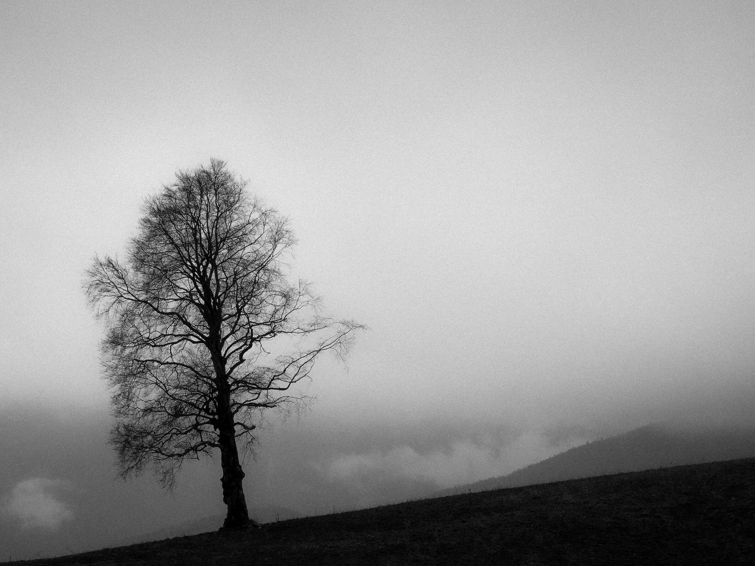 ..a tree in the fog