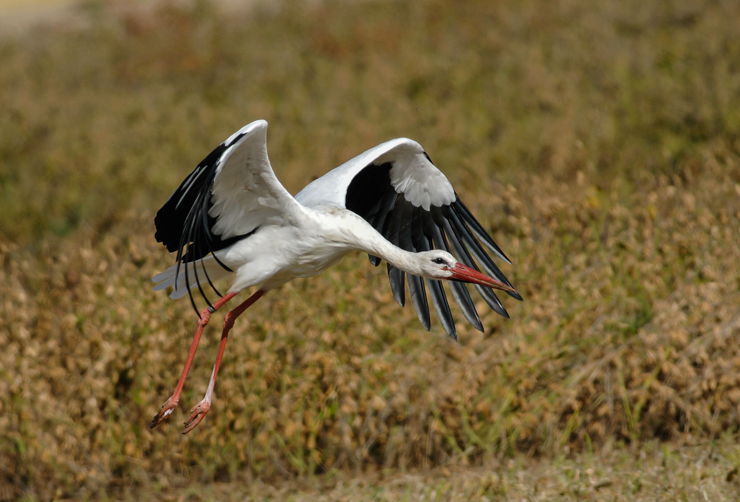 Stork