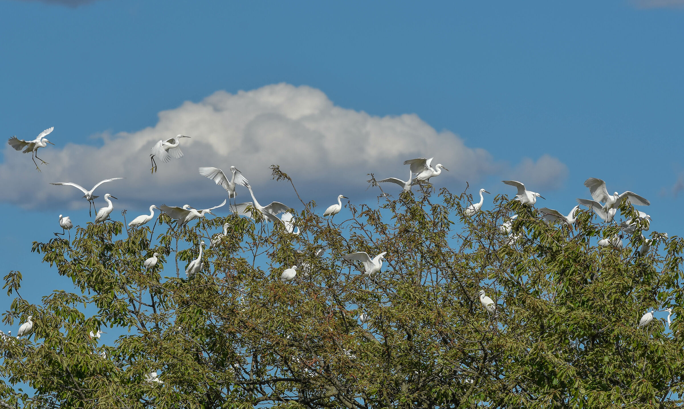 Egrets