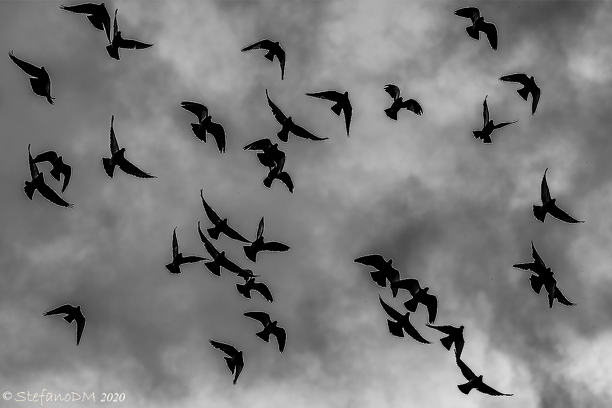 Uccelli, Hitchcock docet..