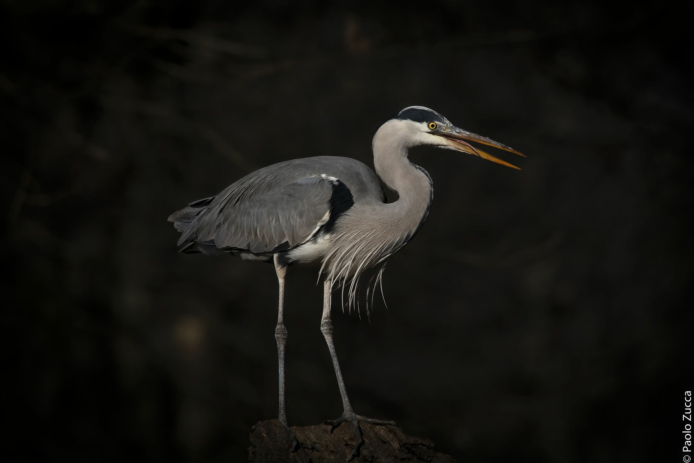 Gray heron in the dark