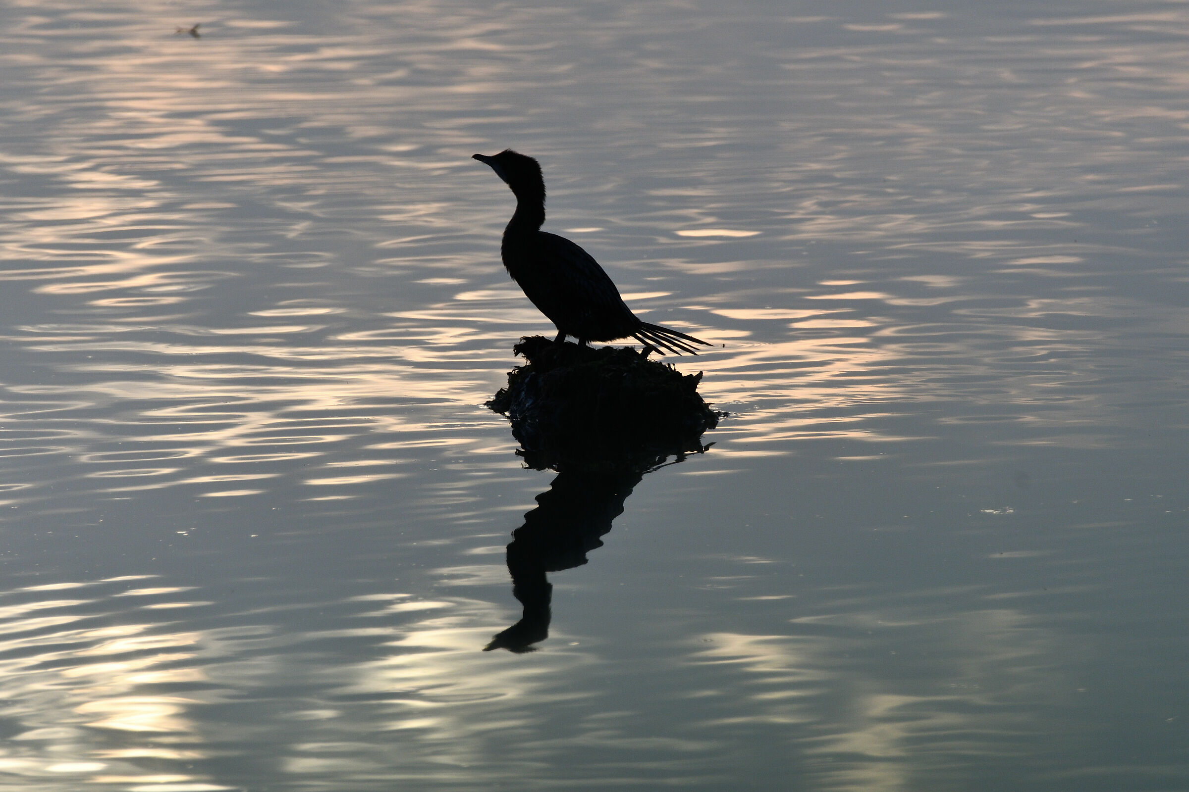 Marangone in the Mirror