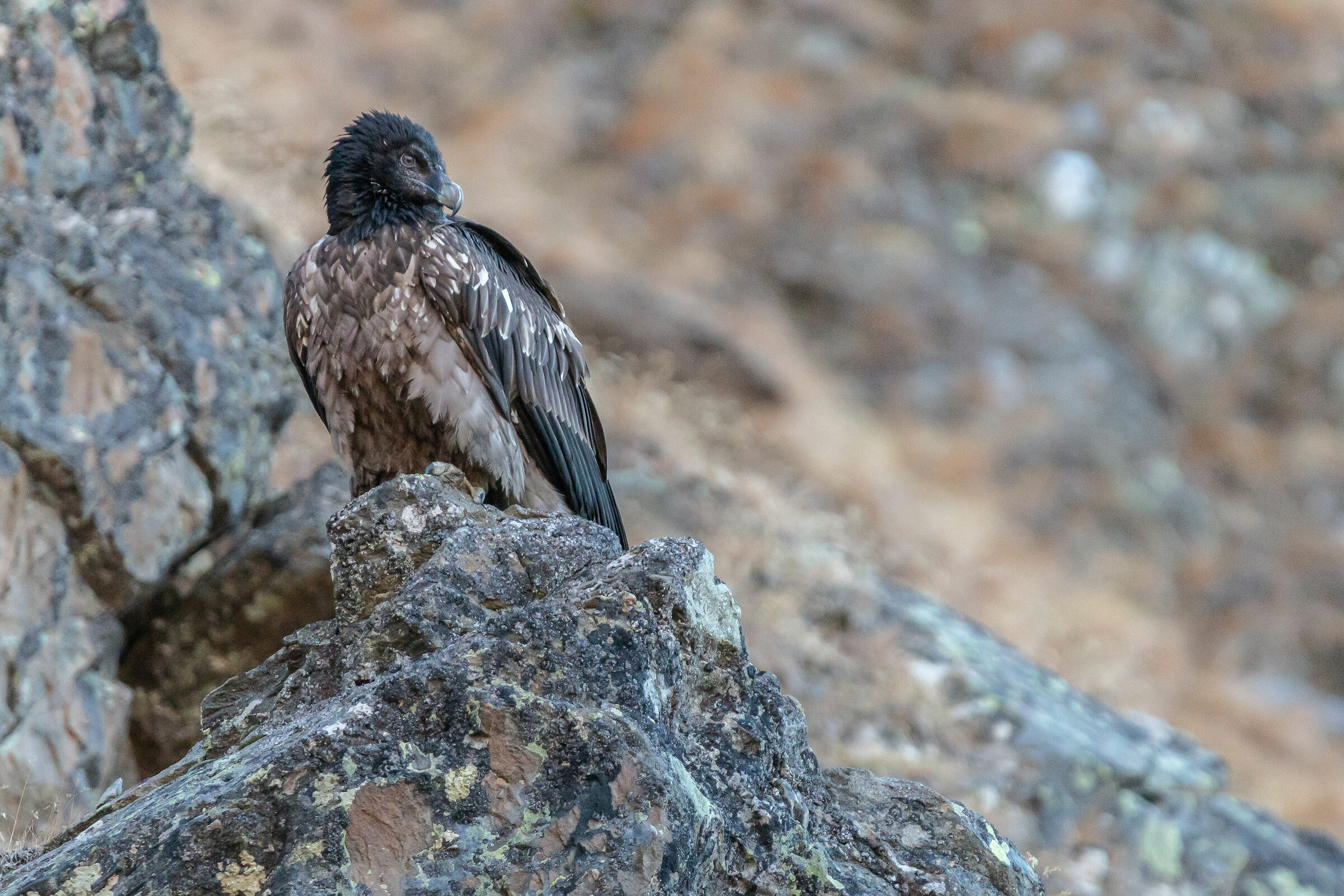 Young immature gipeto