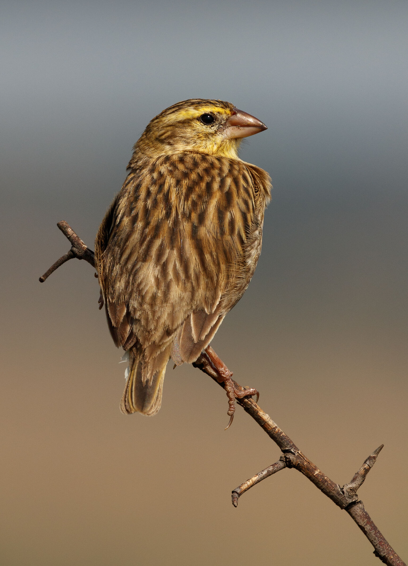 Tessitrice Femminile