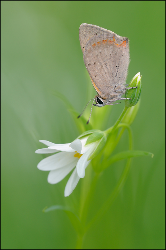 Lycaena phlaeas