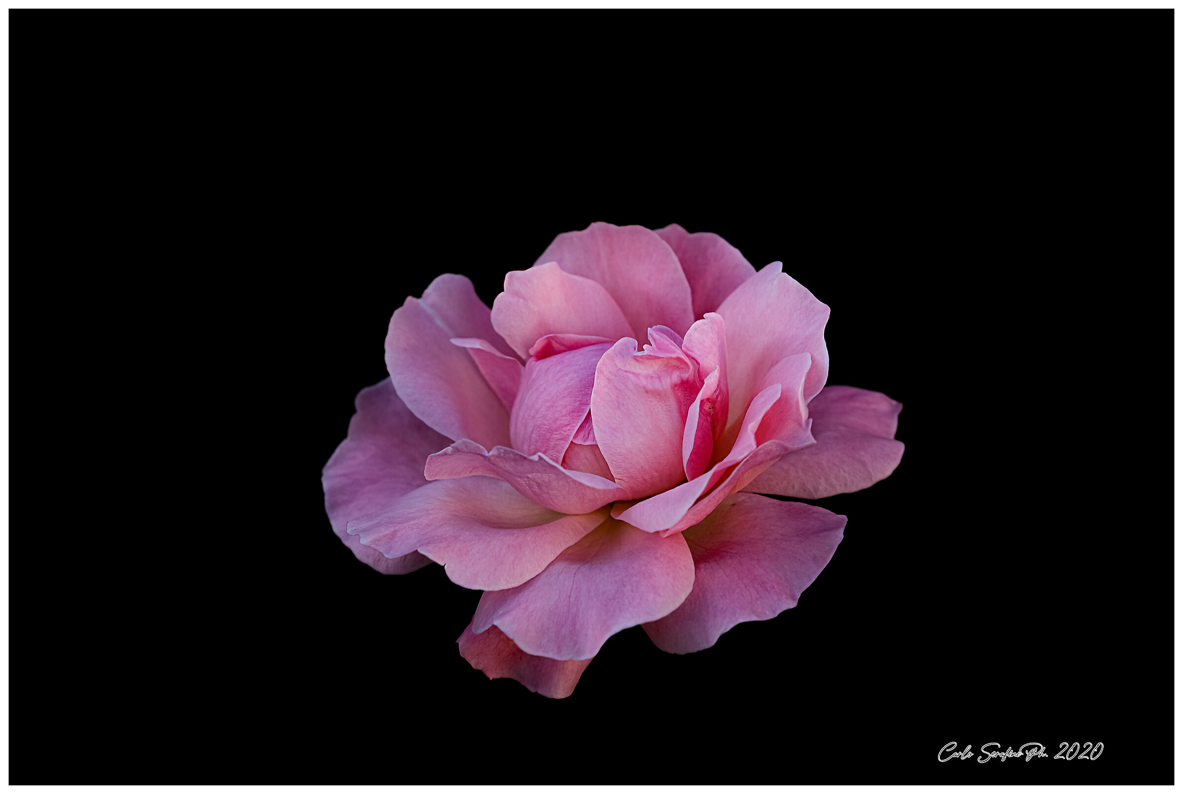 Pink