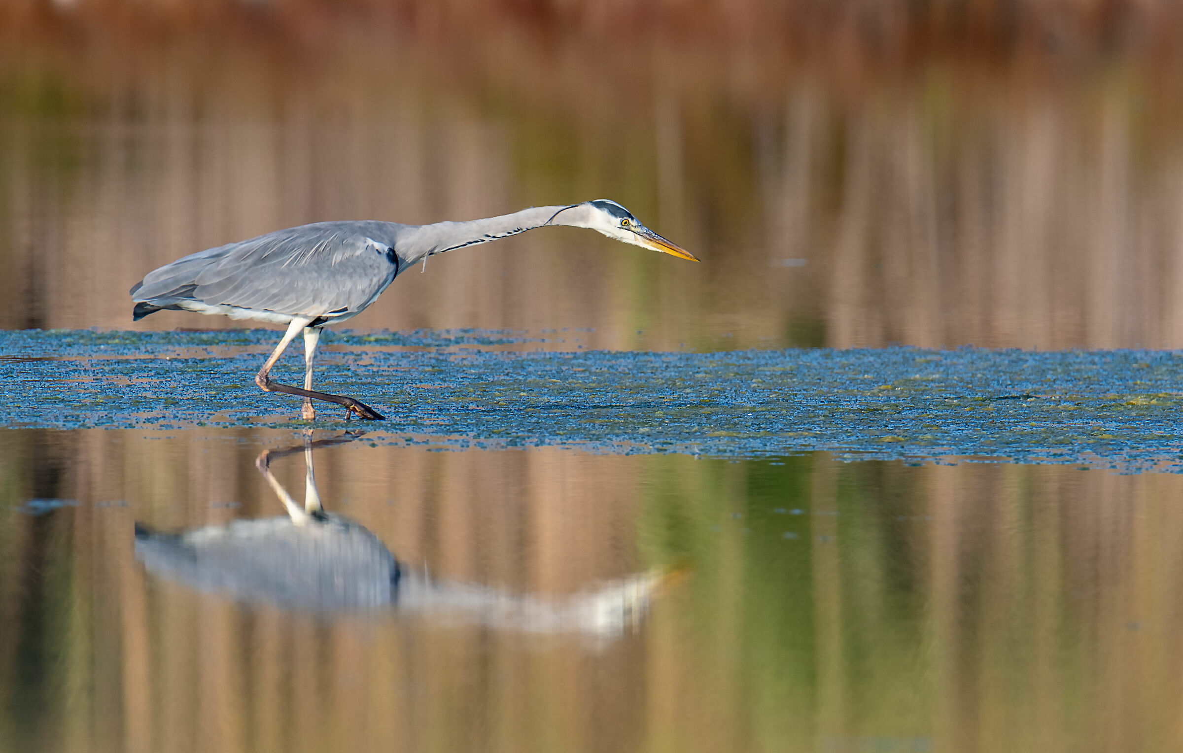 Gray heron