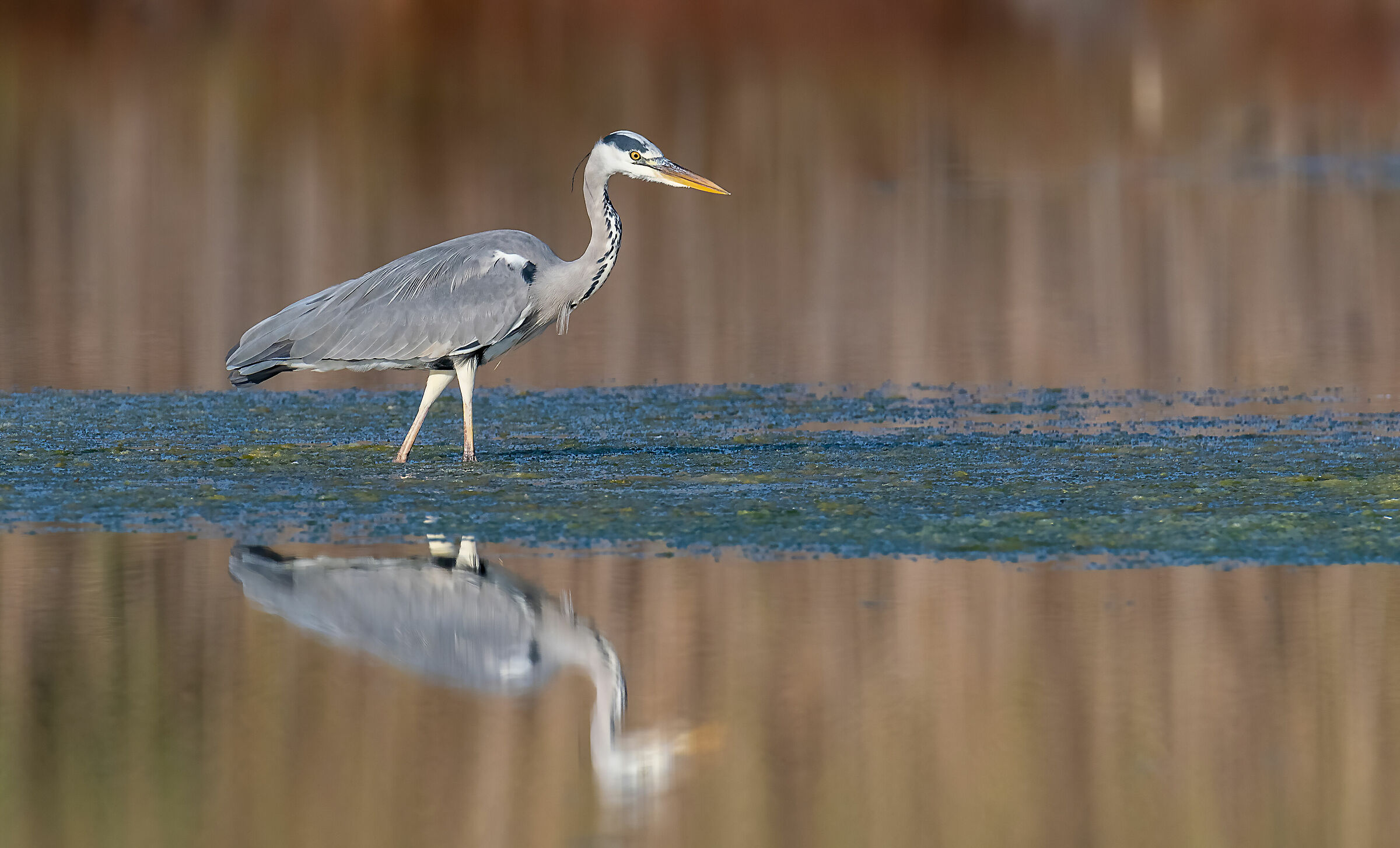 Gray heron