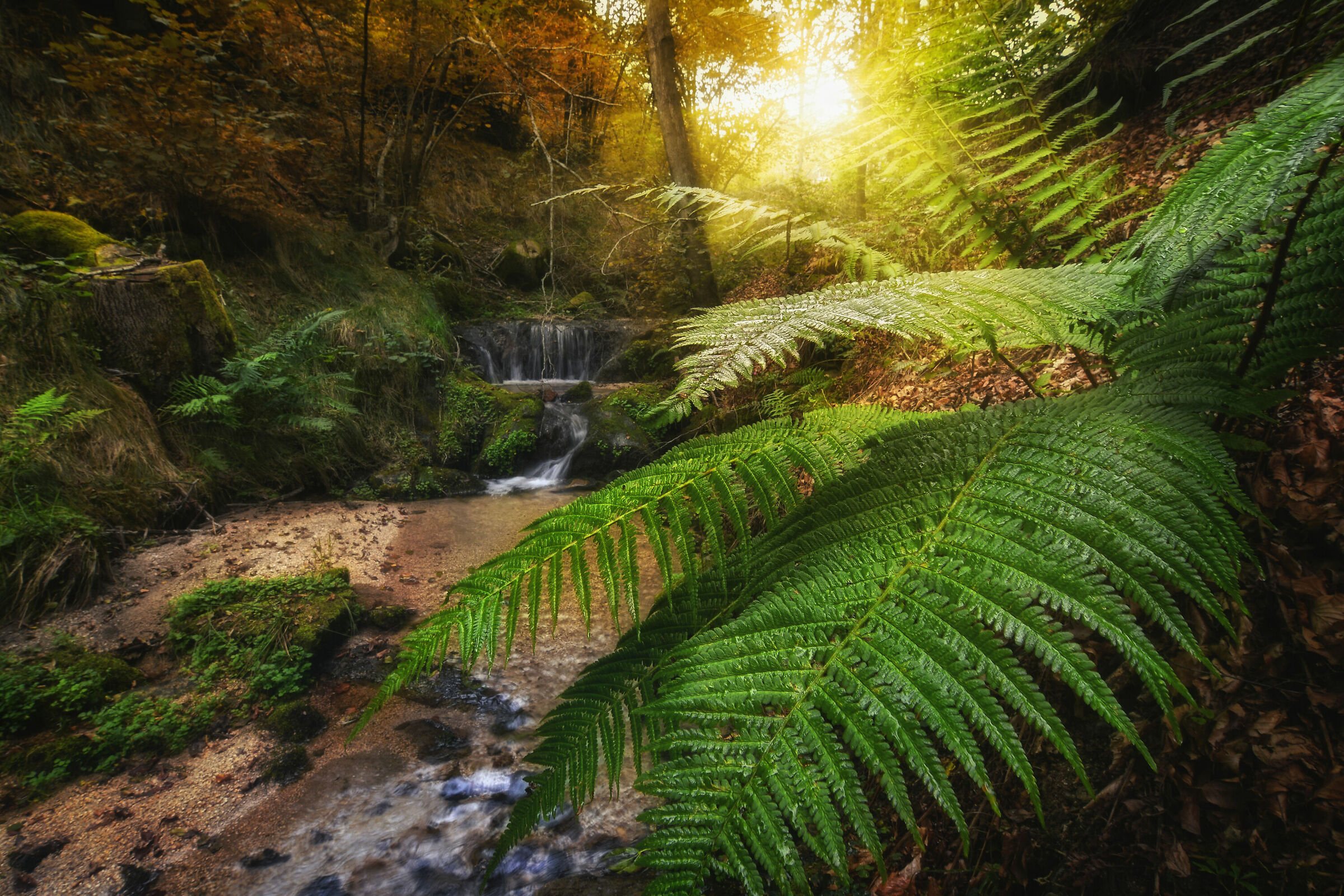 In the dim light of the undergrowth