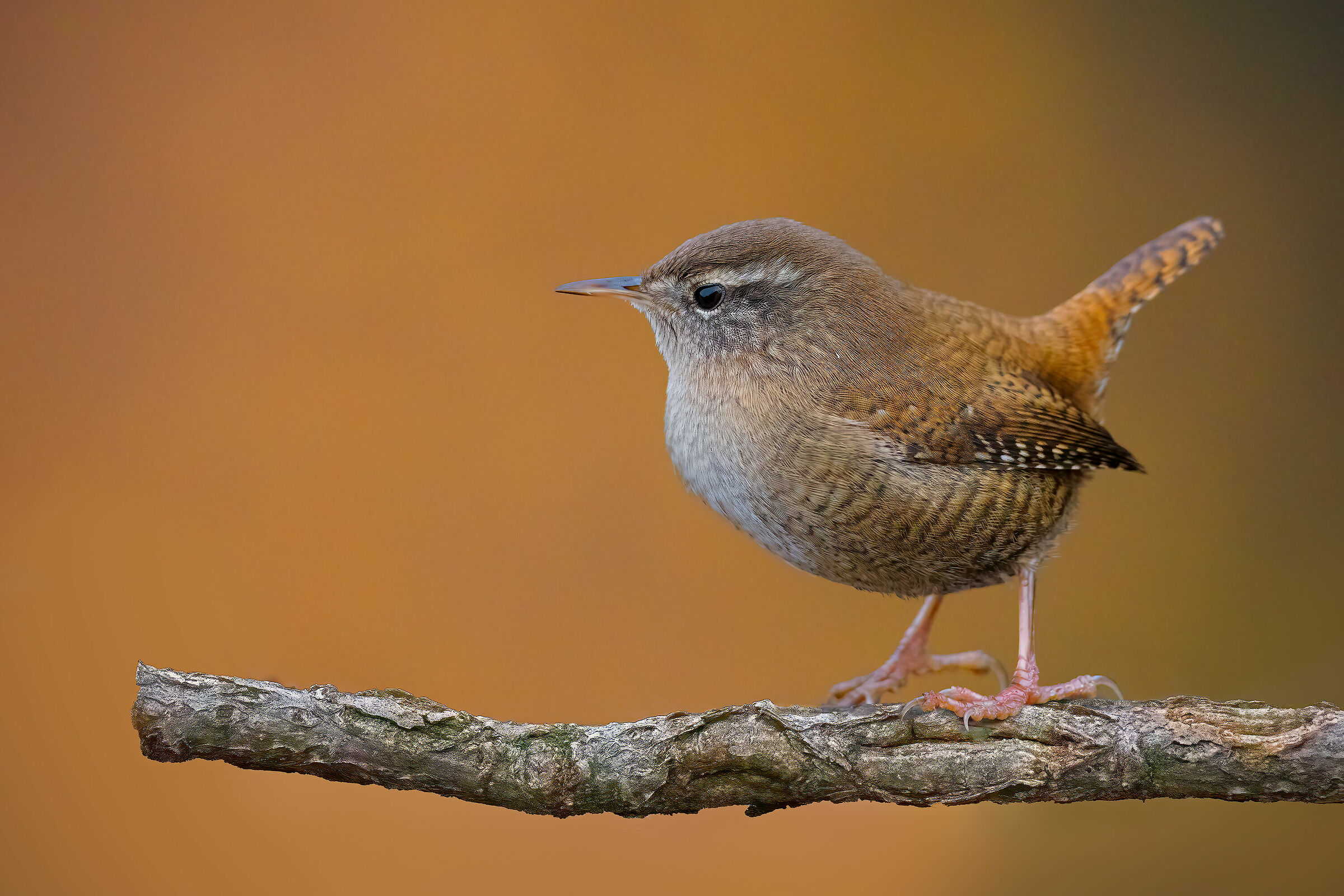 Scricciolo su sfondo di betulle autunnali