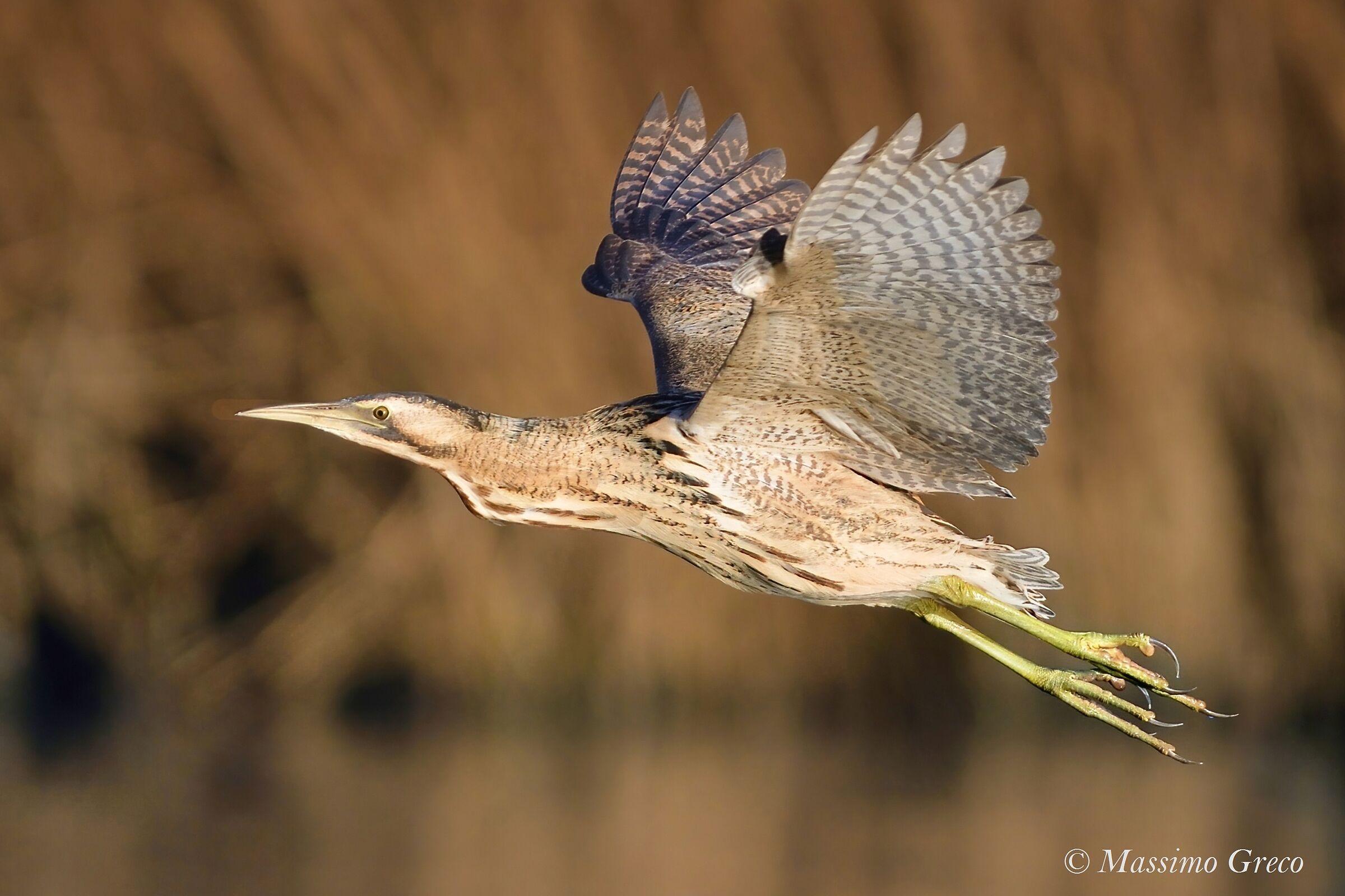 Tarabuso (Botaurus stellaris)
