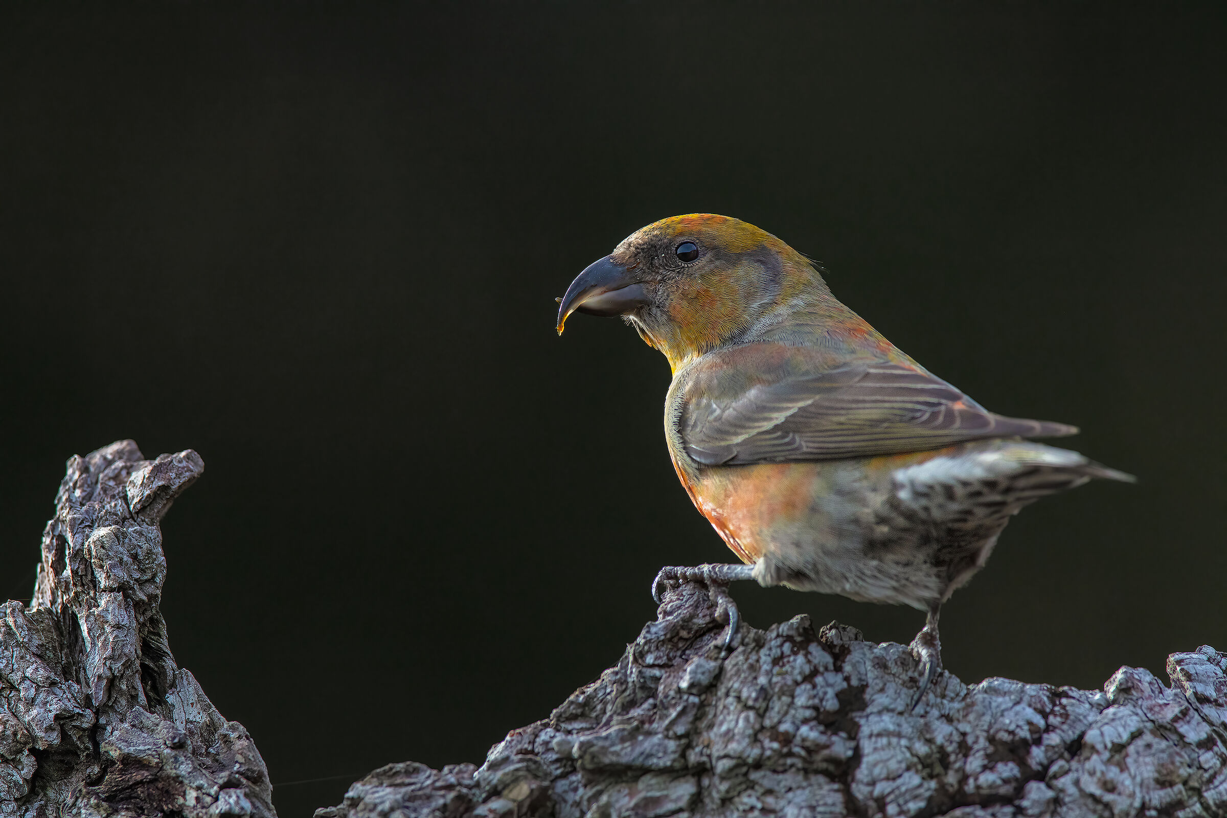 Crociere maschio juv. in parziale controluce