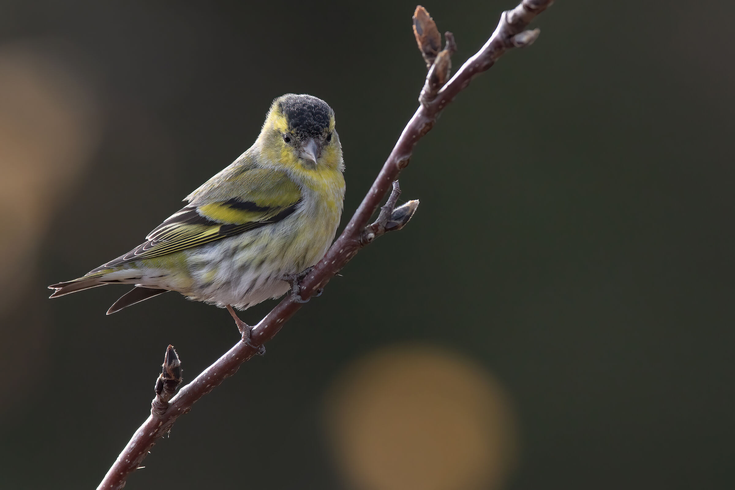 Lucherino ambientato