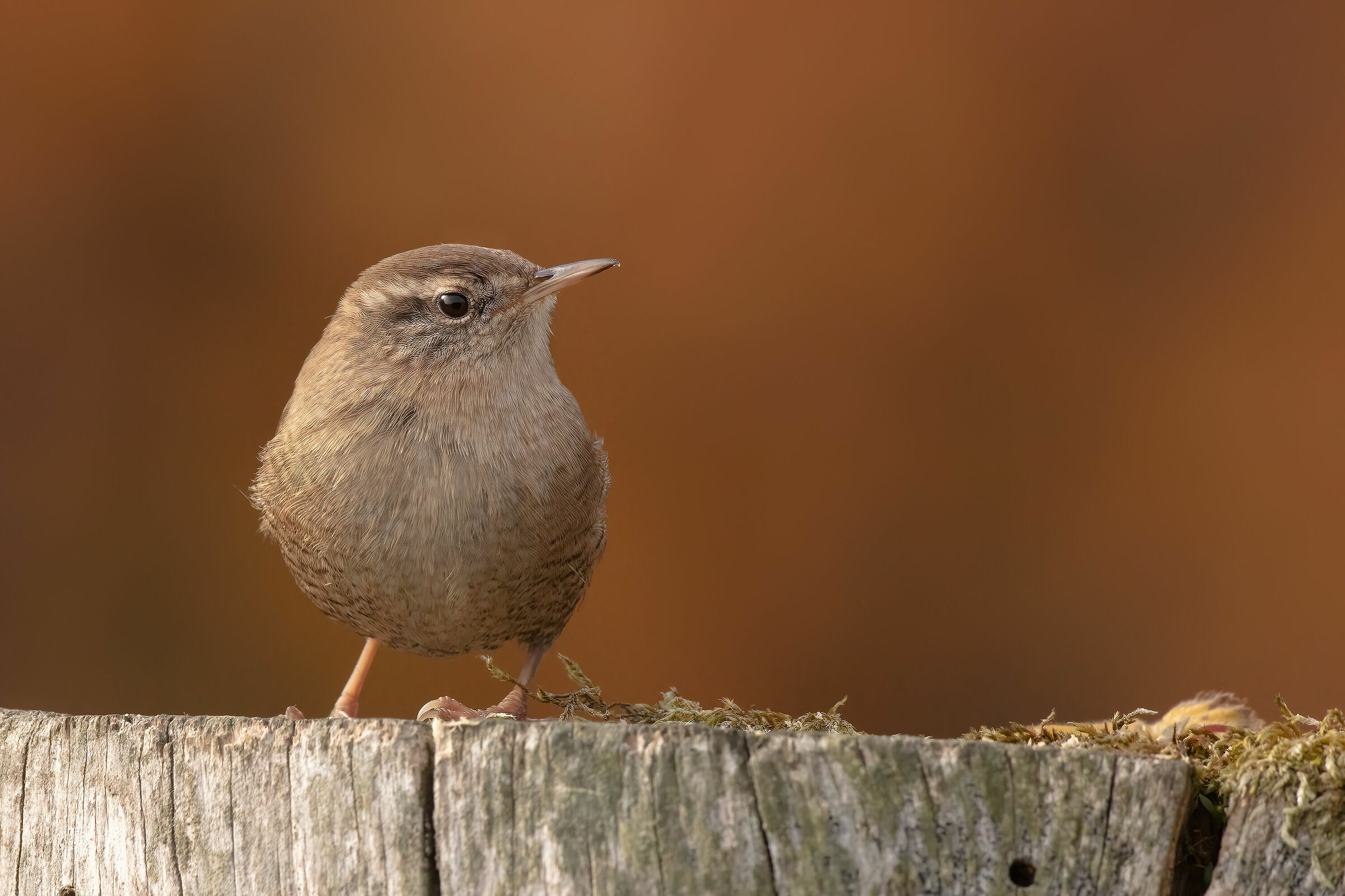 Scricciolo su sfondo di betulle autunnali