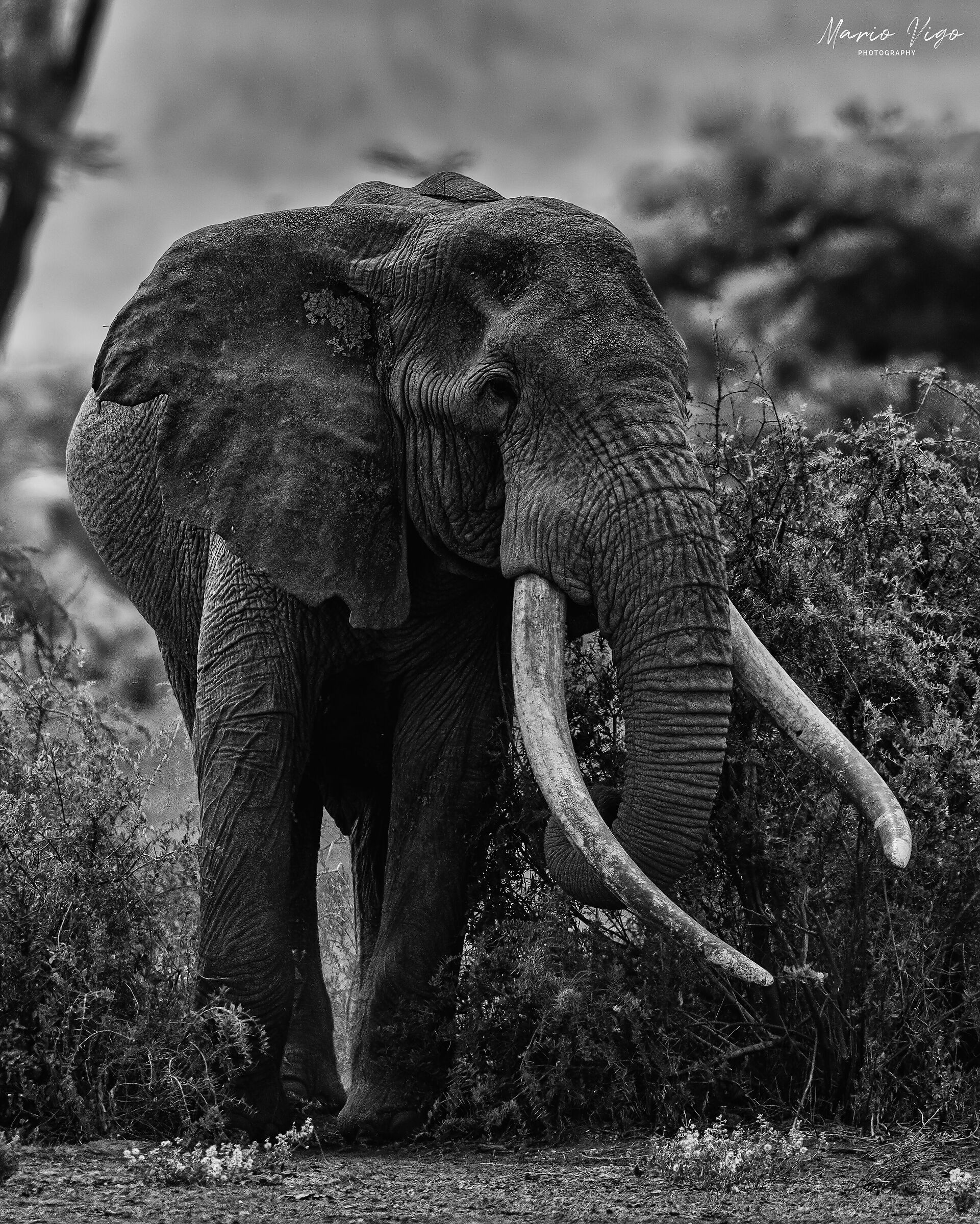Craig, il sovrano di Amboseli