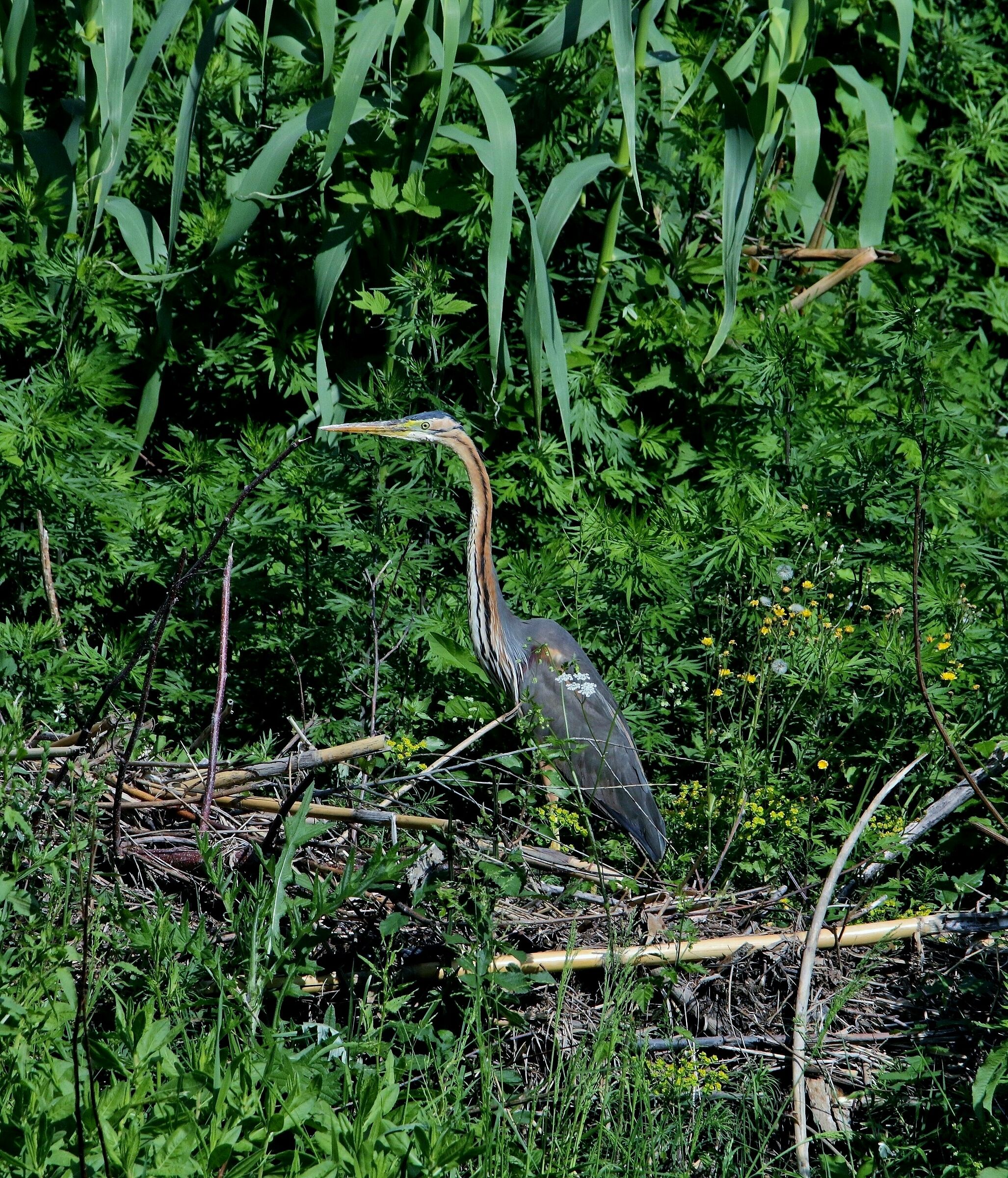 Airone rosso (Ardea Purpurea)