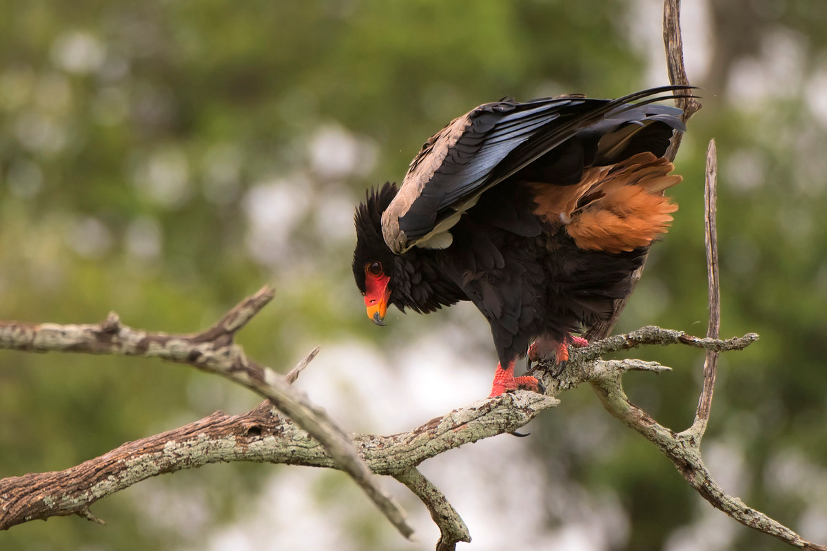 The Joker Juggling Falcon