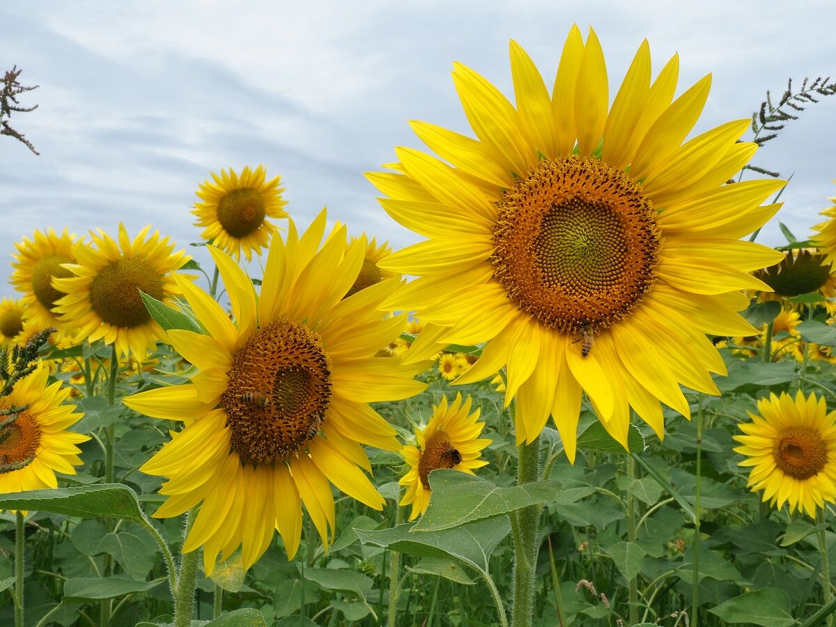 Sunflowers