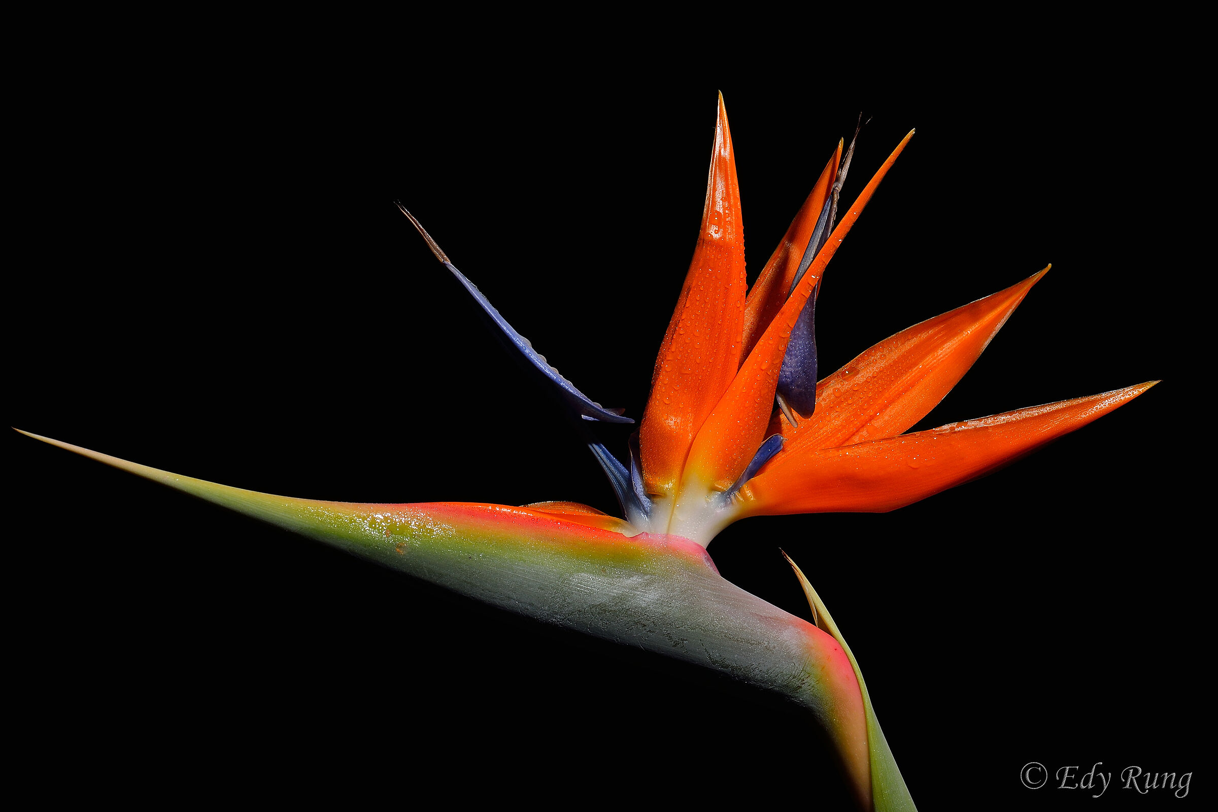 Strelitzia Reginae.