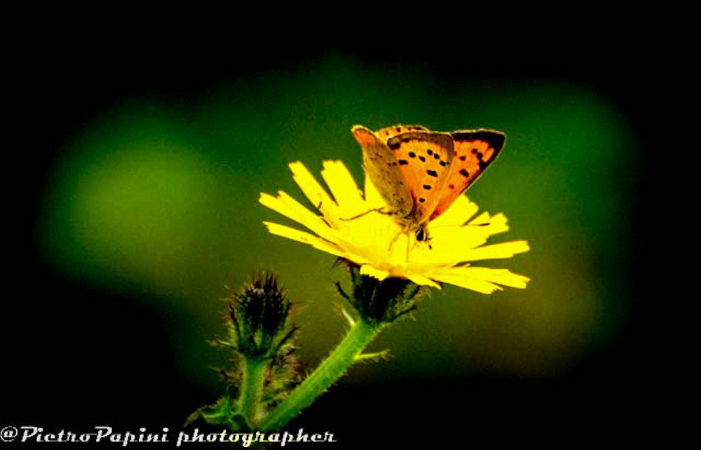 Lycaena a. heracieana