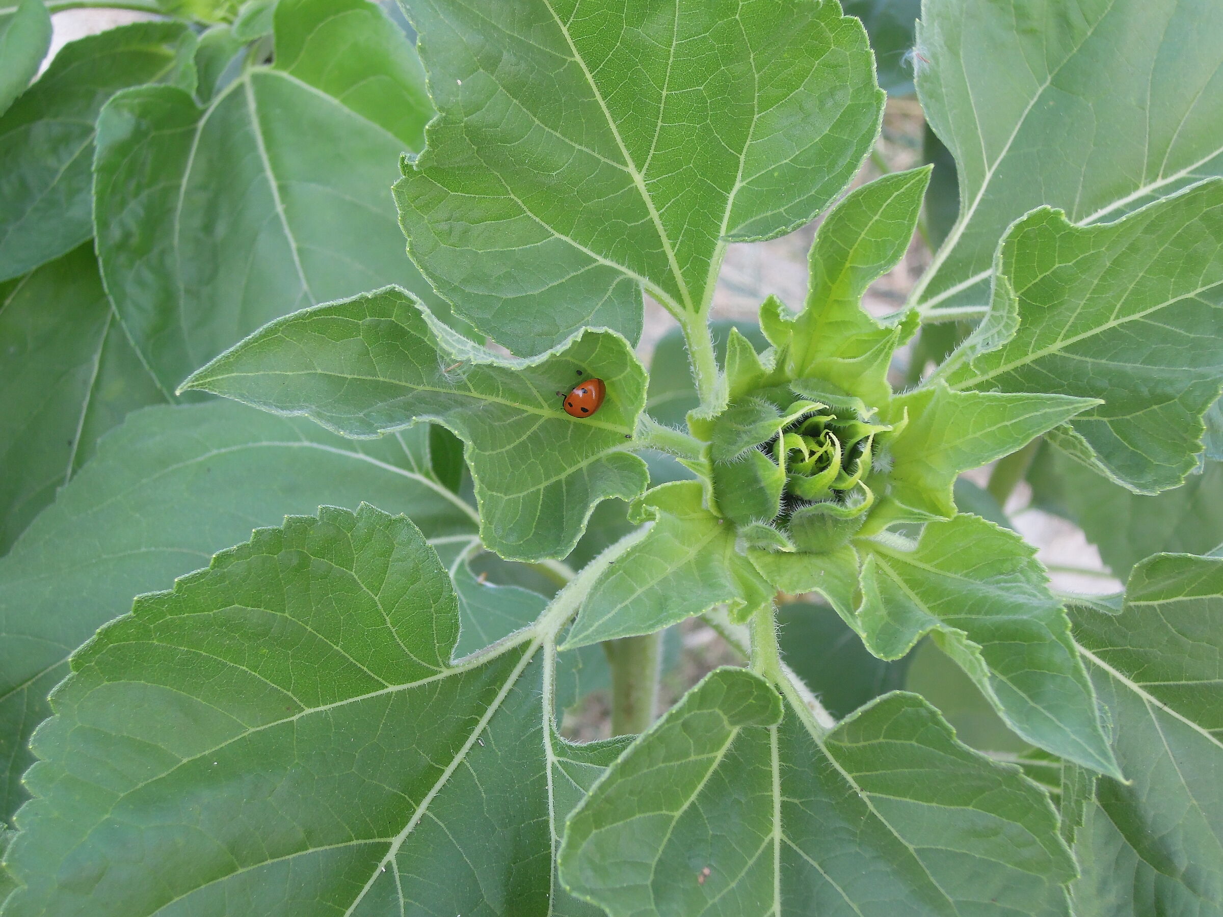 Verde speranza con una piccola dose di fortuna.