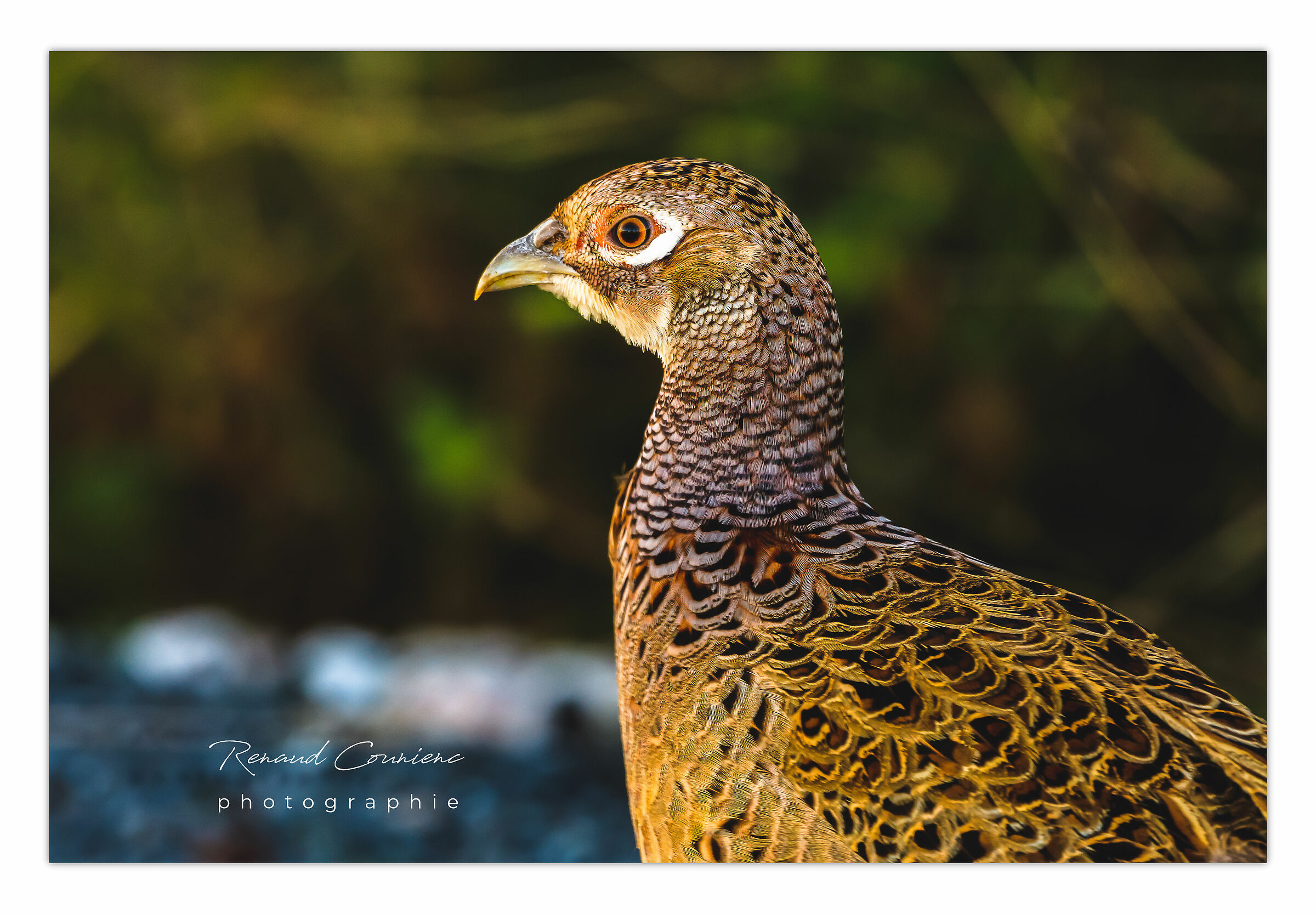 Il fagiano comune (femmina)