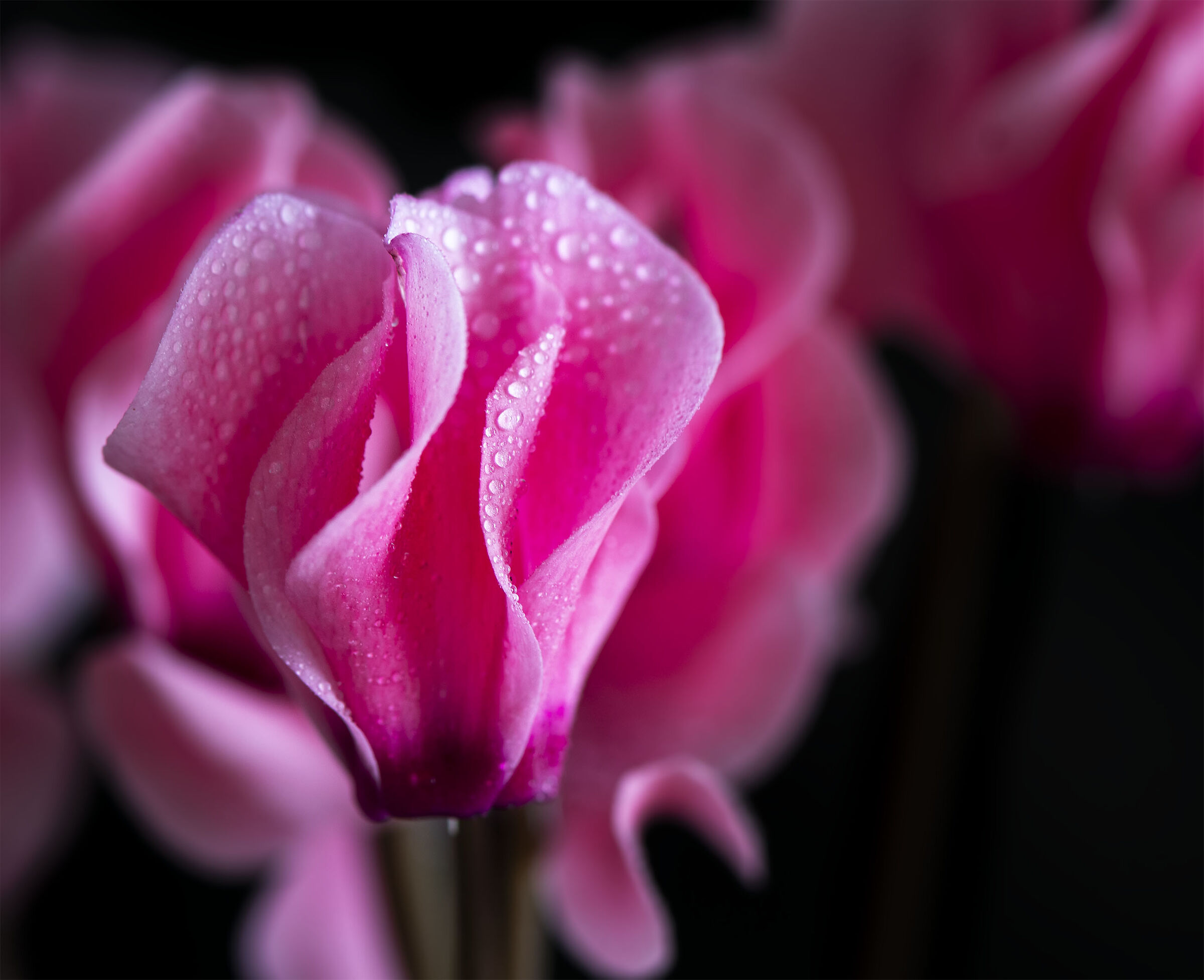 Cyclamen