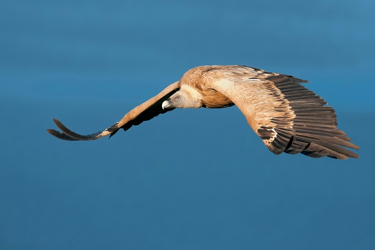 Griffon (Gyps fulvus).